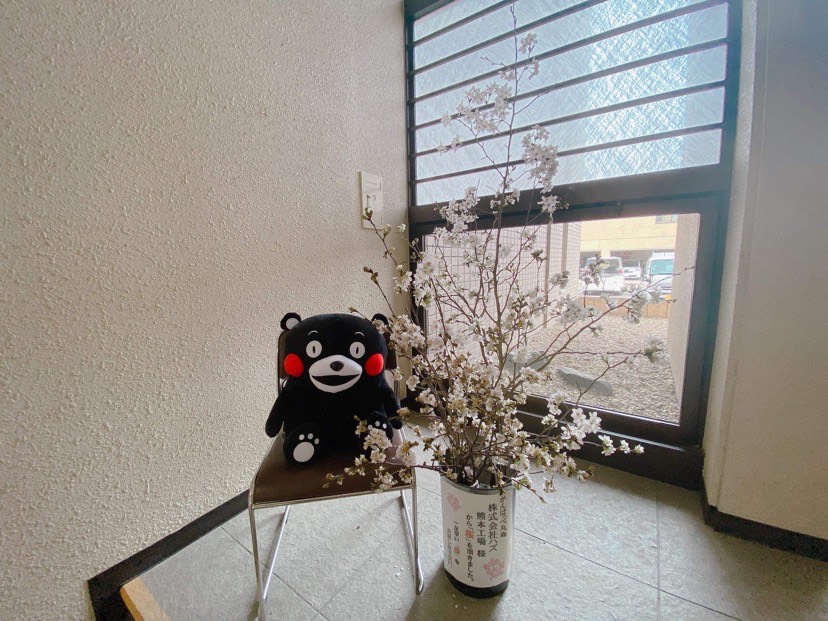 桜と熊本県PRマスコットキャラクターくまモンの写真