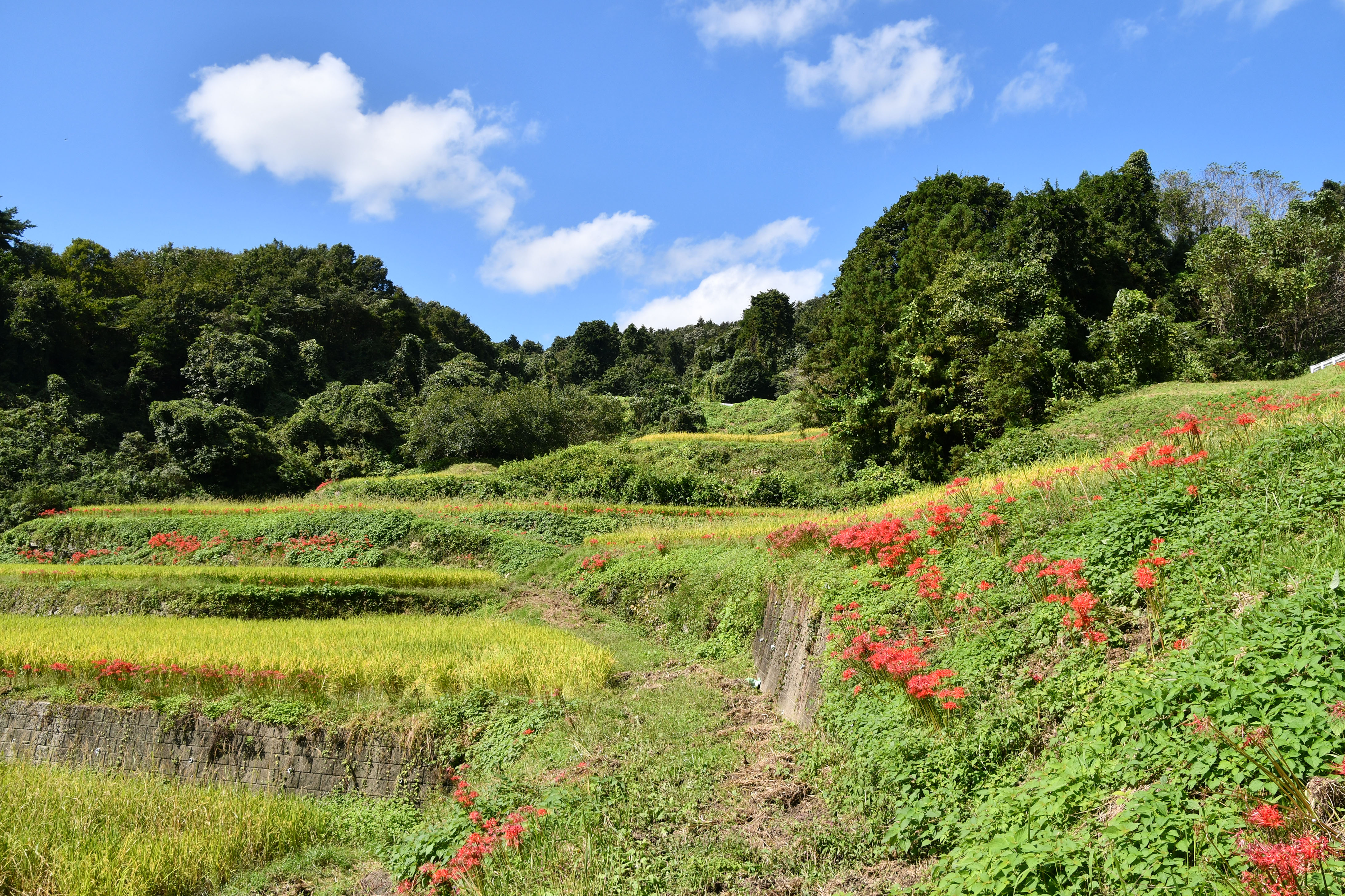 大張沢尻棚田（日本の棚田百選・つなぐ棚田遺産認定）　２０２６年９月３０日（水）撮影