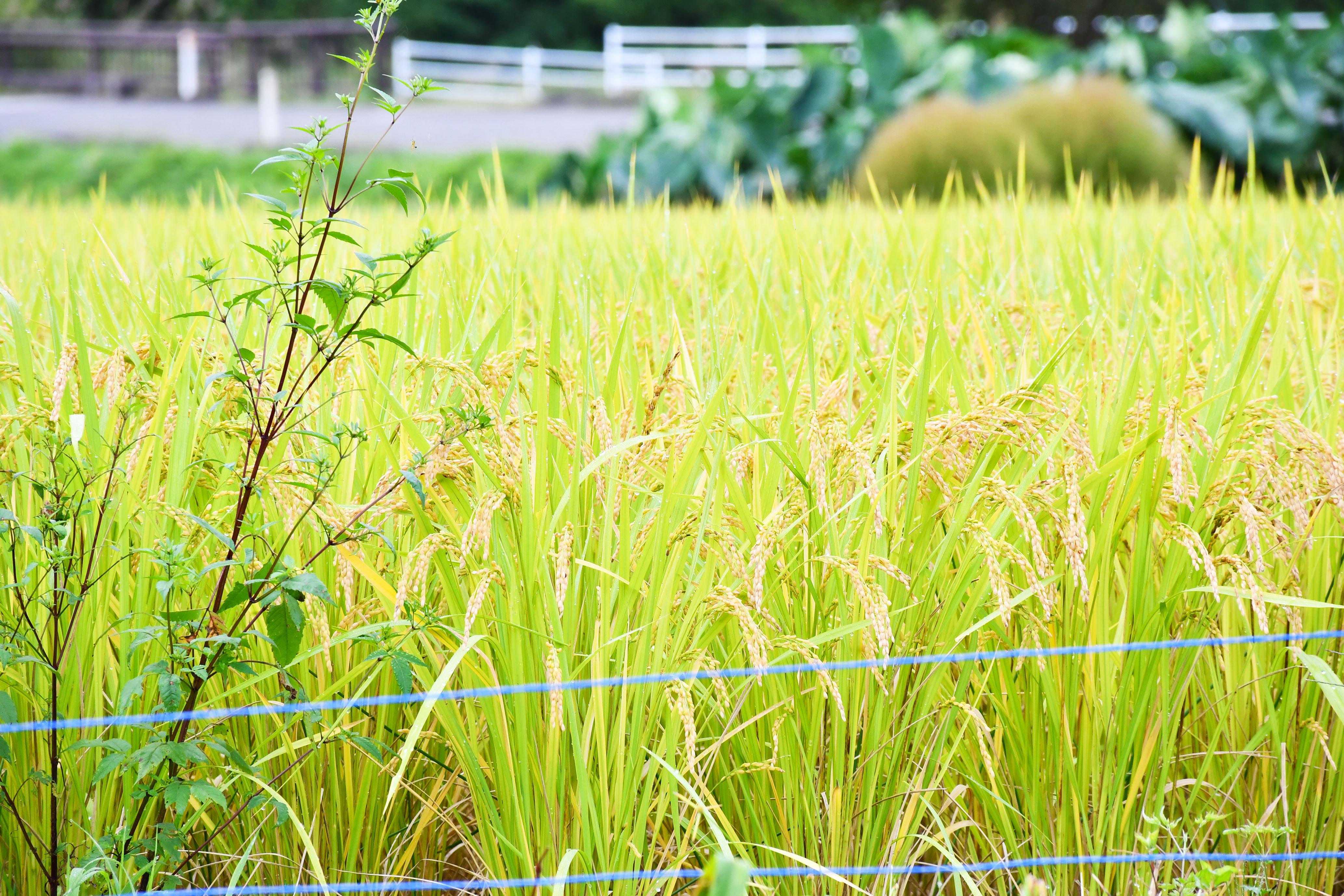 色づき始めた稲穂（筆甫地区の水田）　２０２６年９月２５日（金）撮影