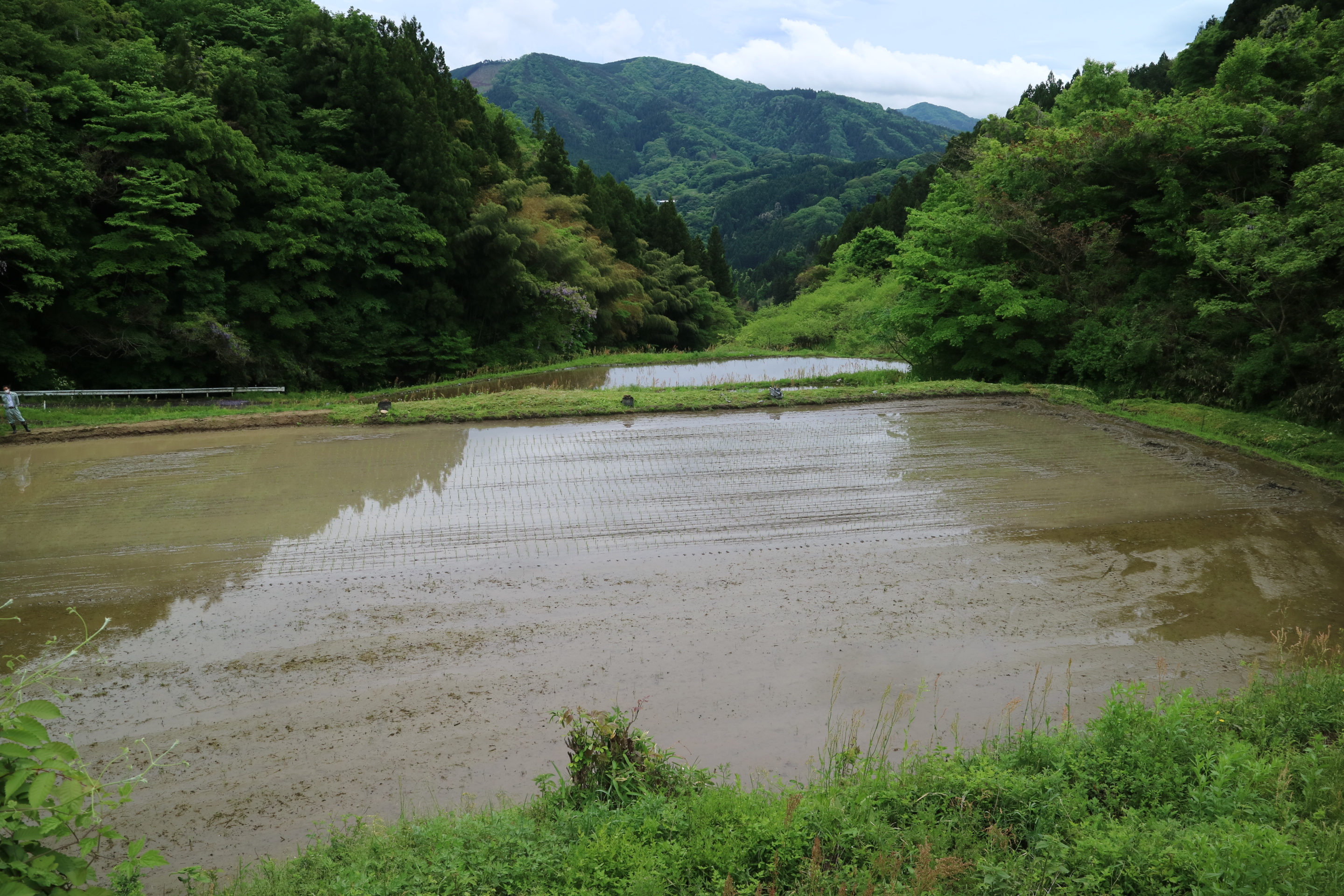 おいしい棚田米ができますように。。。