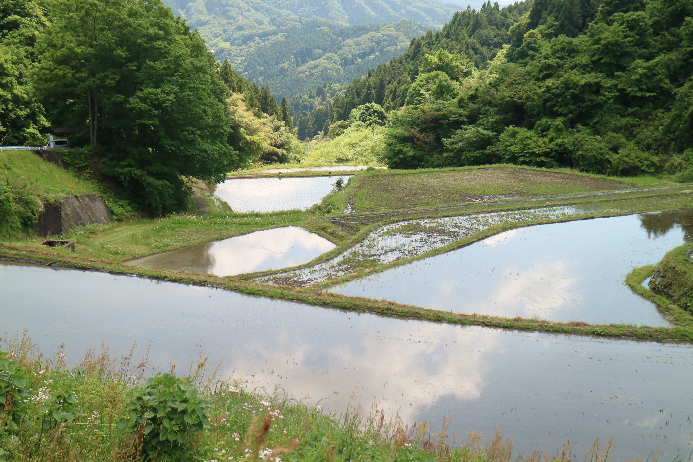 大自然の中の魅力ある棚田