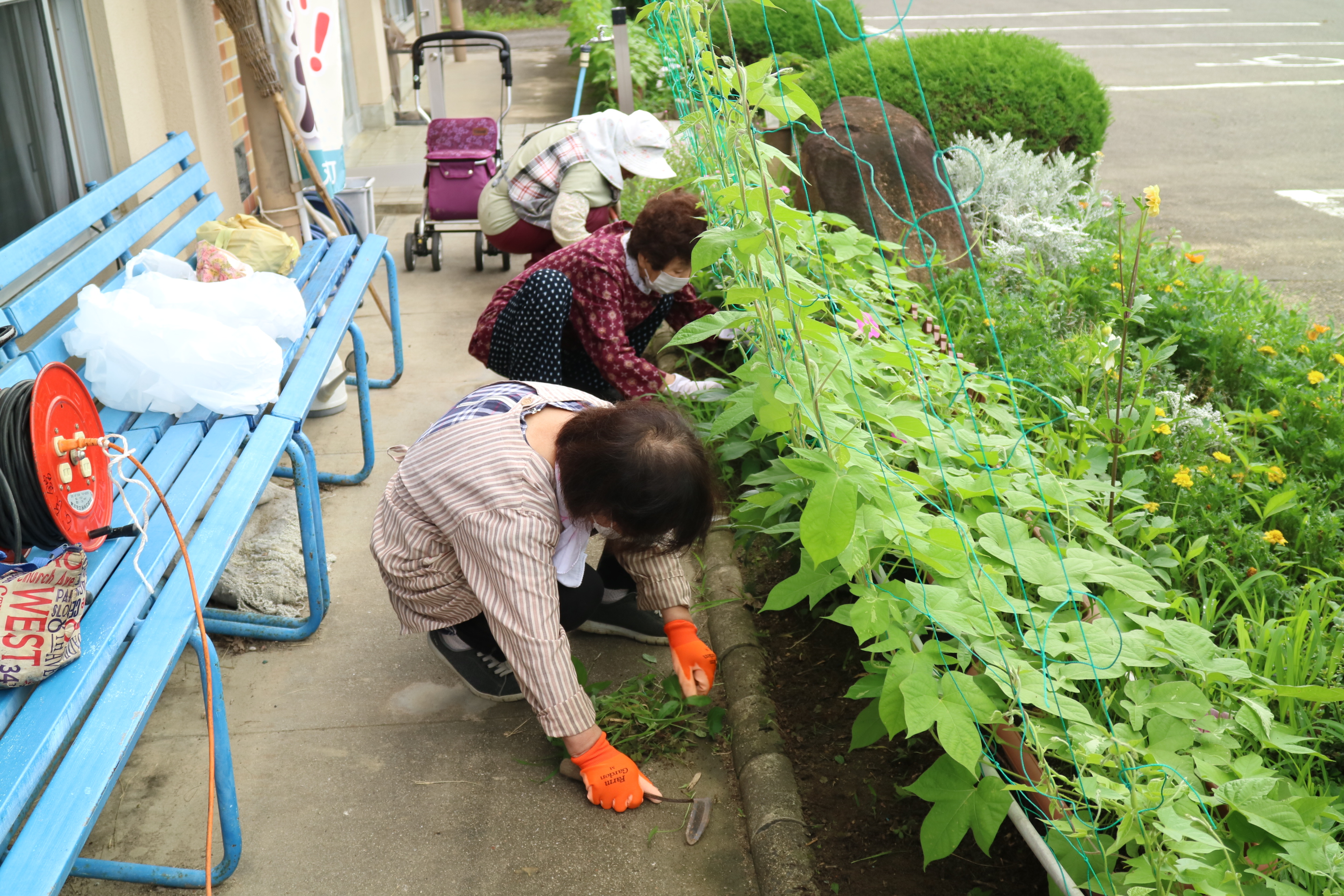 花壇の草むしり