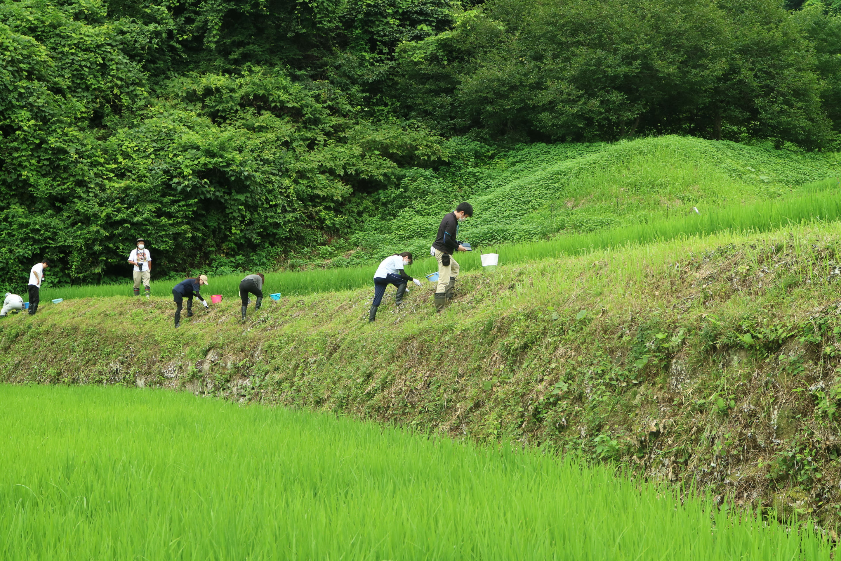 どんどん植えます
