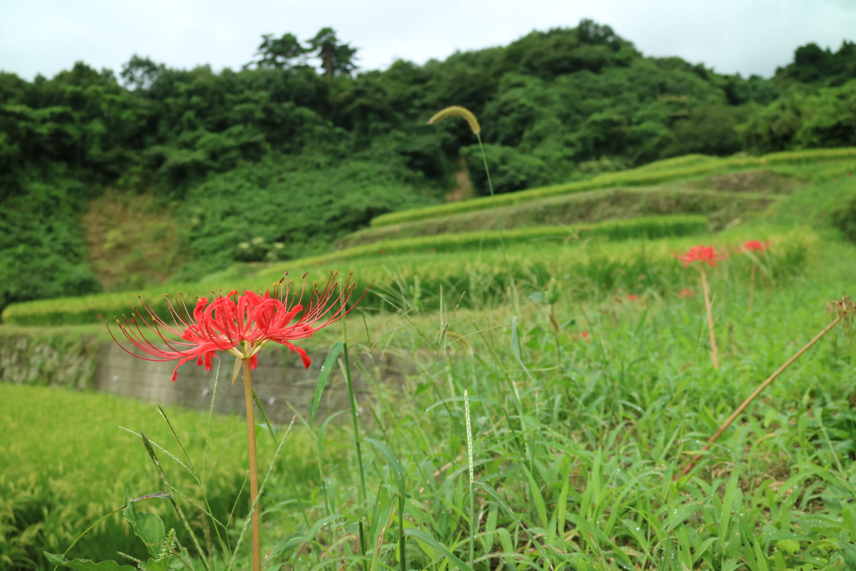 曼殊沙華