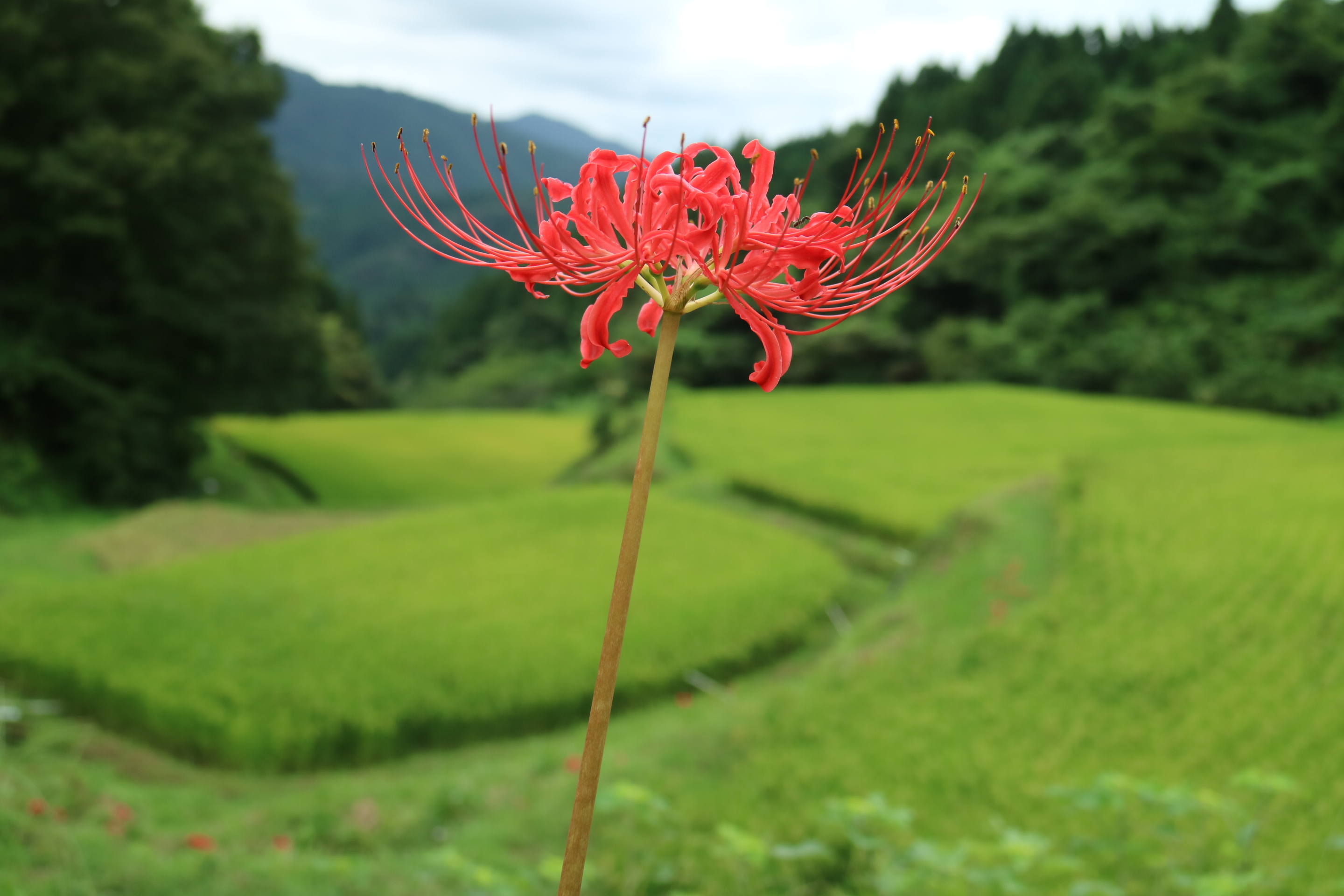 凛と真っ直ぐに延びる彼岸花