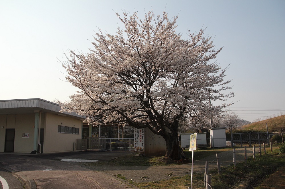 丸森駅前の桜