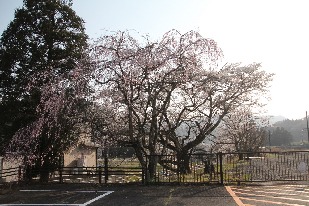 丸森駅南側駐車場の枝垂れ桜