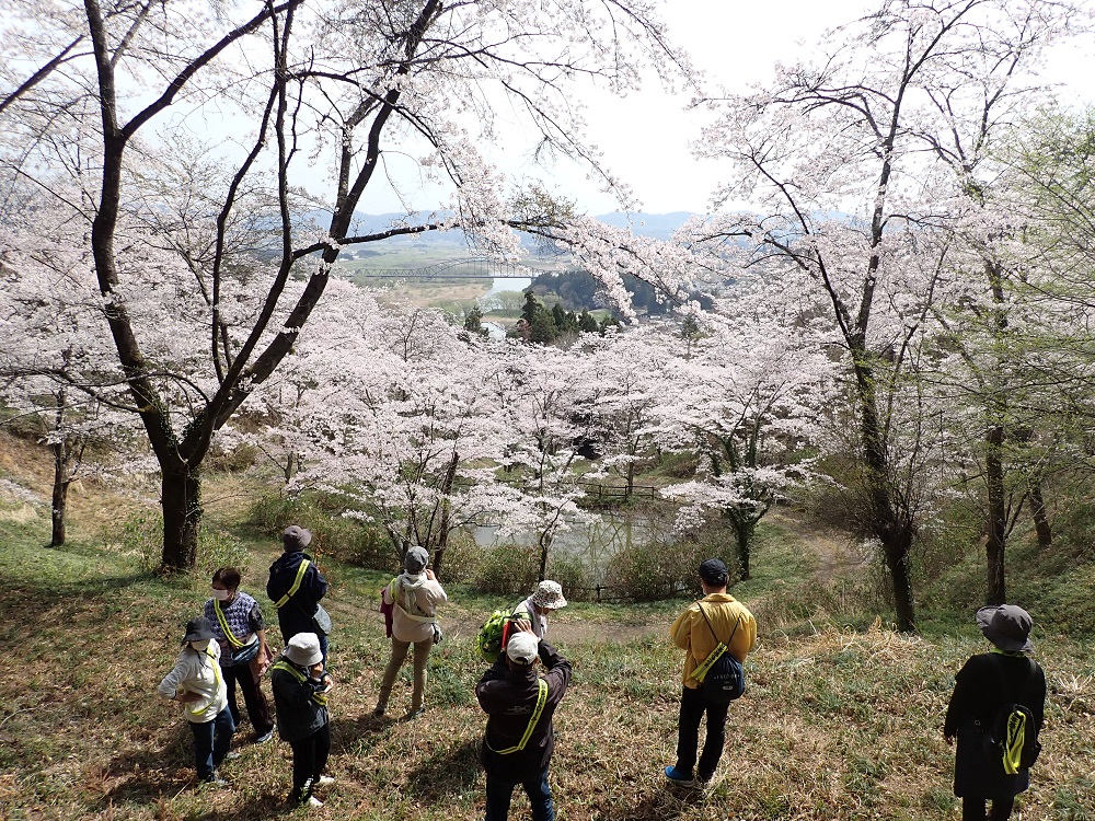 百々石公園桜の木々の間から阿武隈川を望む