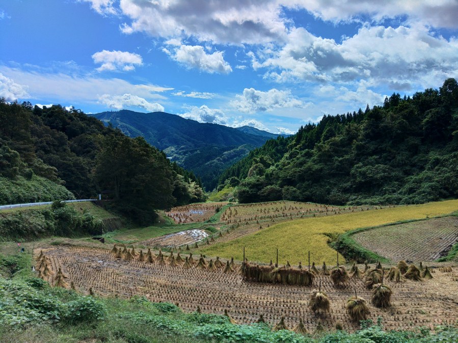 沢尻の棚田