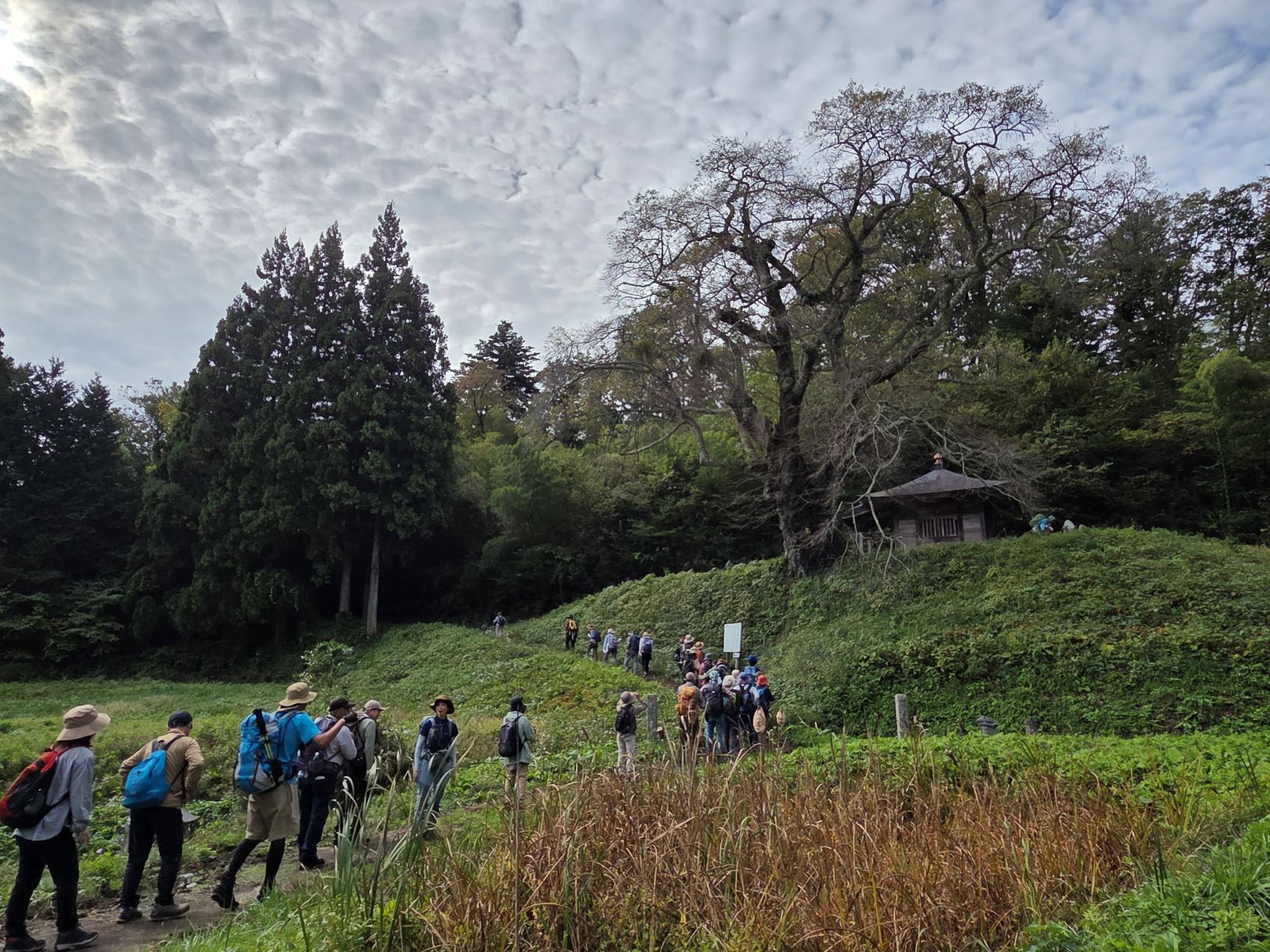 ウバヒガンザクラ
