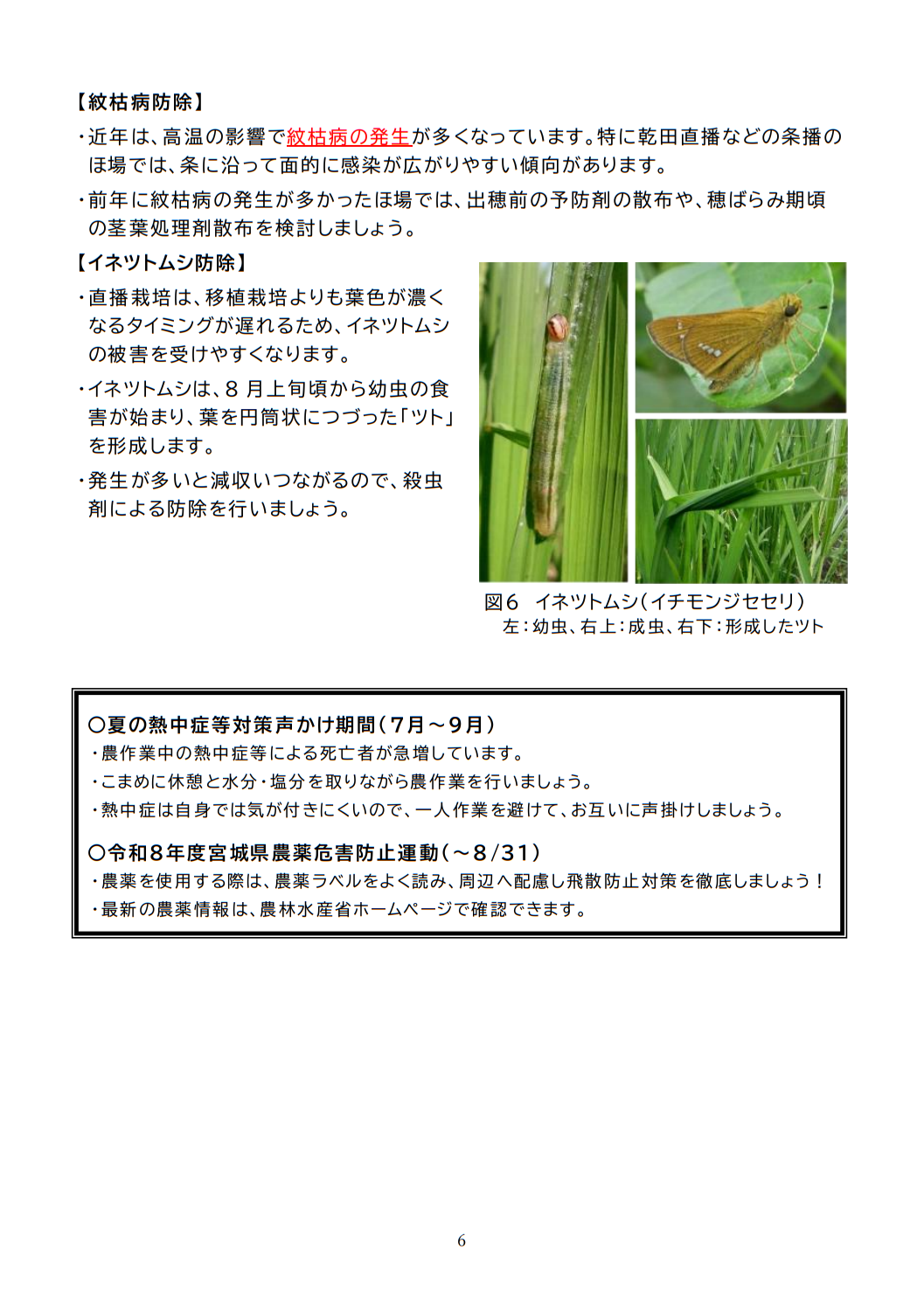 稲作情報６