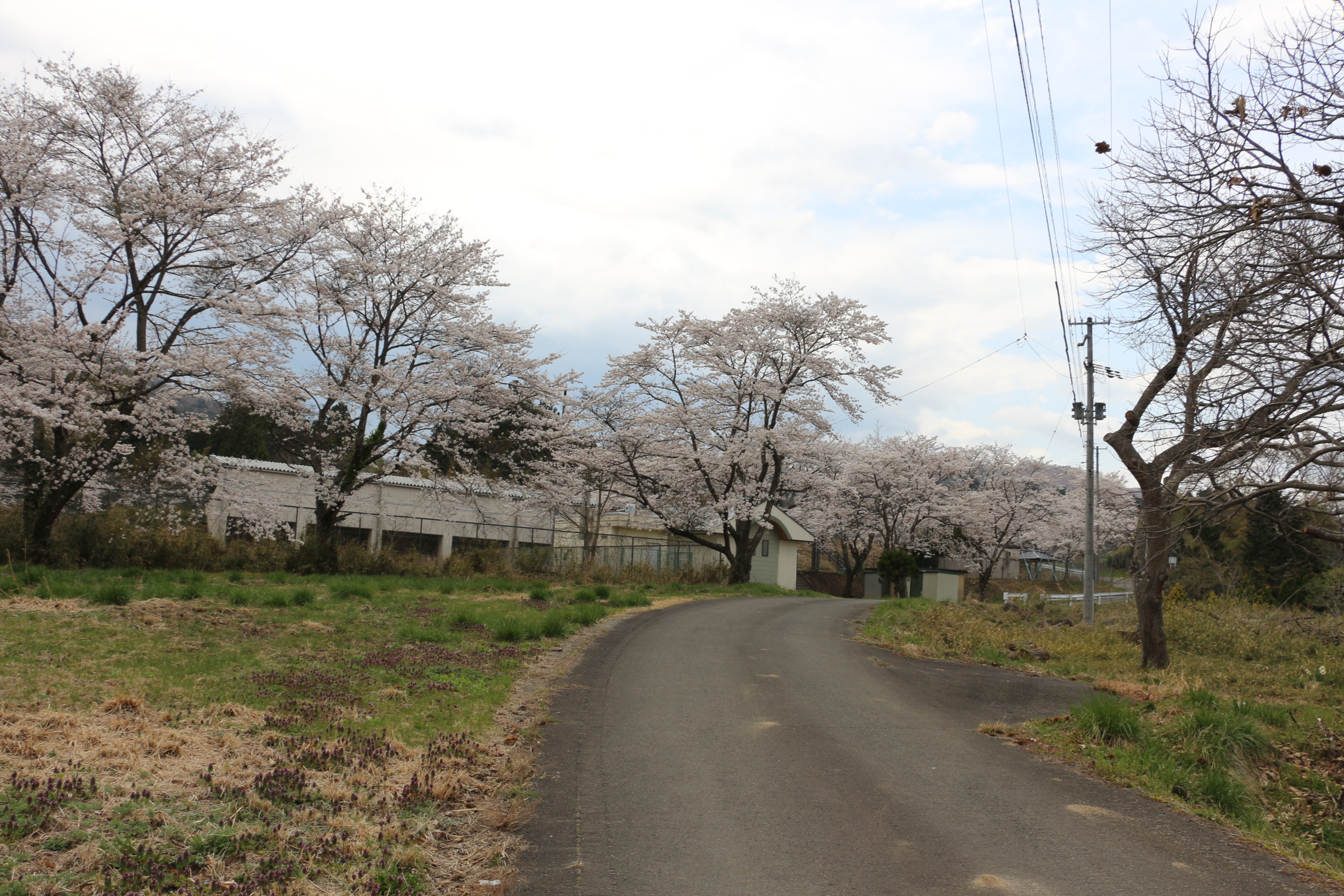 桜の写真2