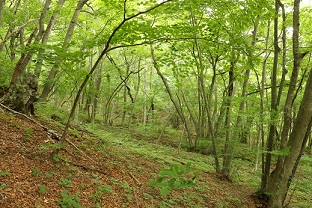 原生林の写真