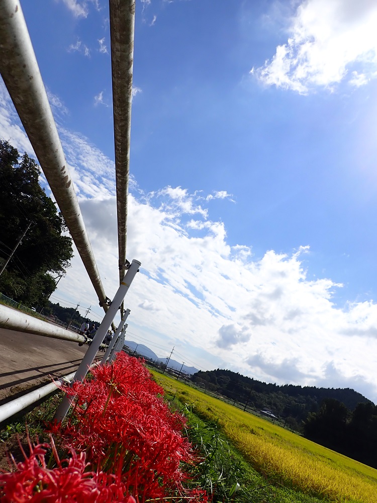 山田新道線沿いの曼殊沙華