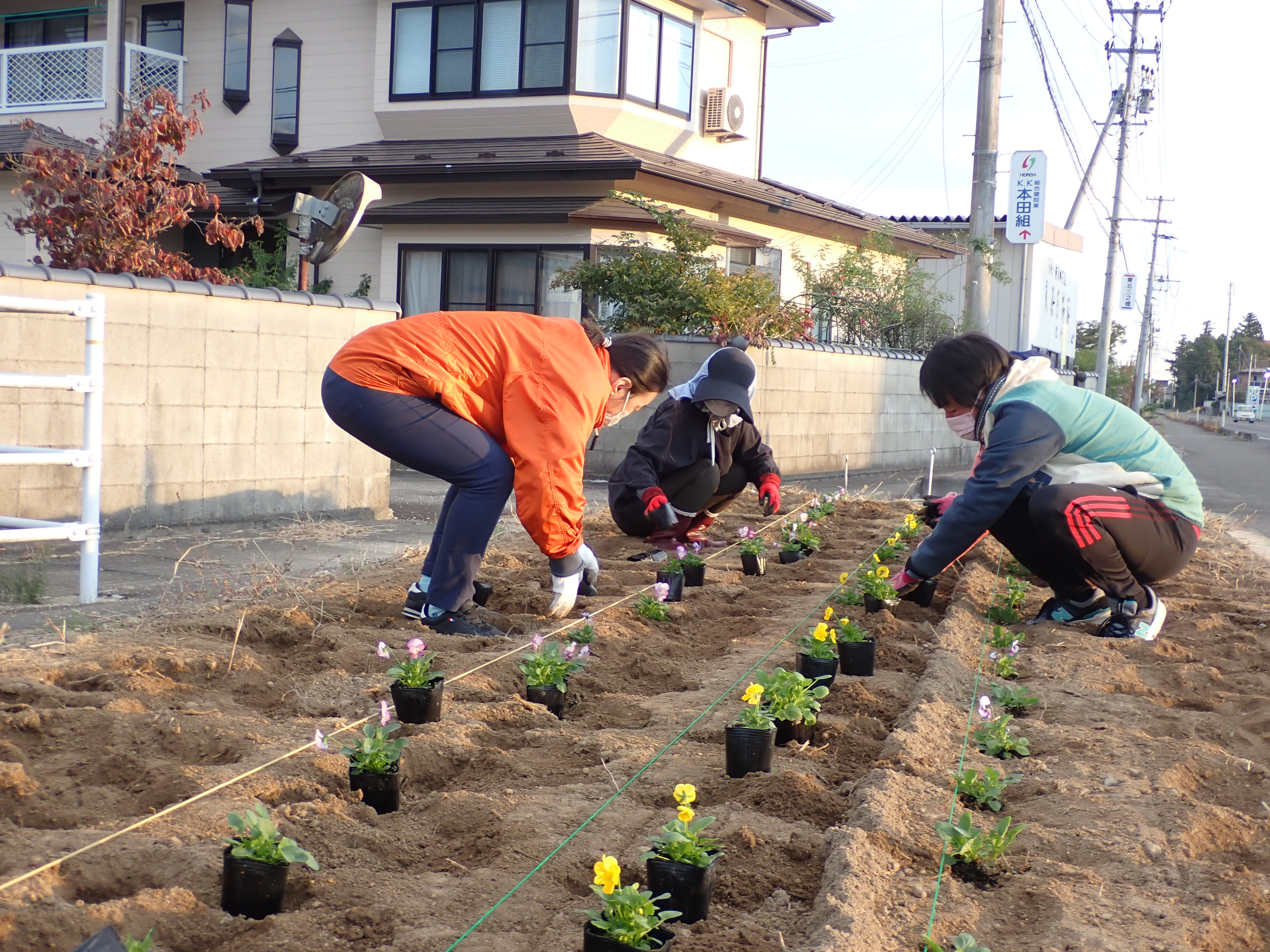 植栽の様子