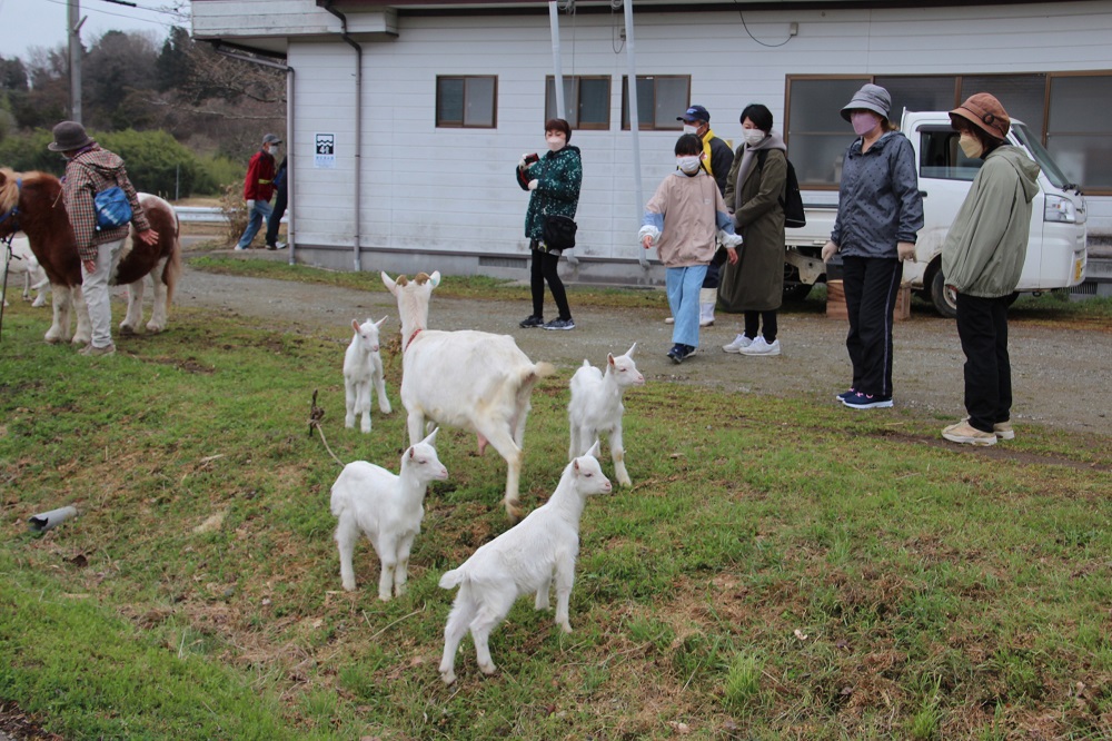 ヤギ親子とポニー