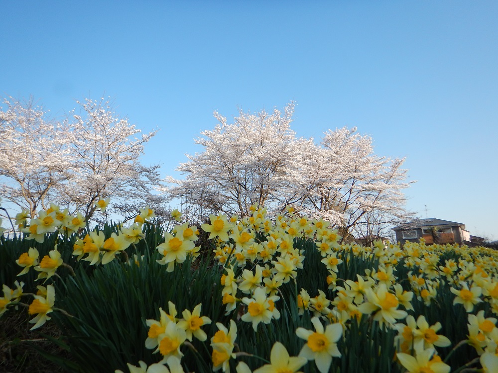 木沼地区北丸森駅前通りの桜