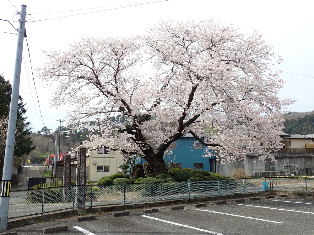 坪石の桜