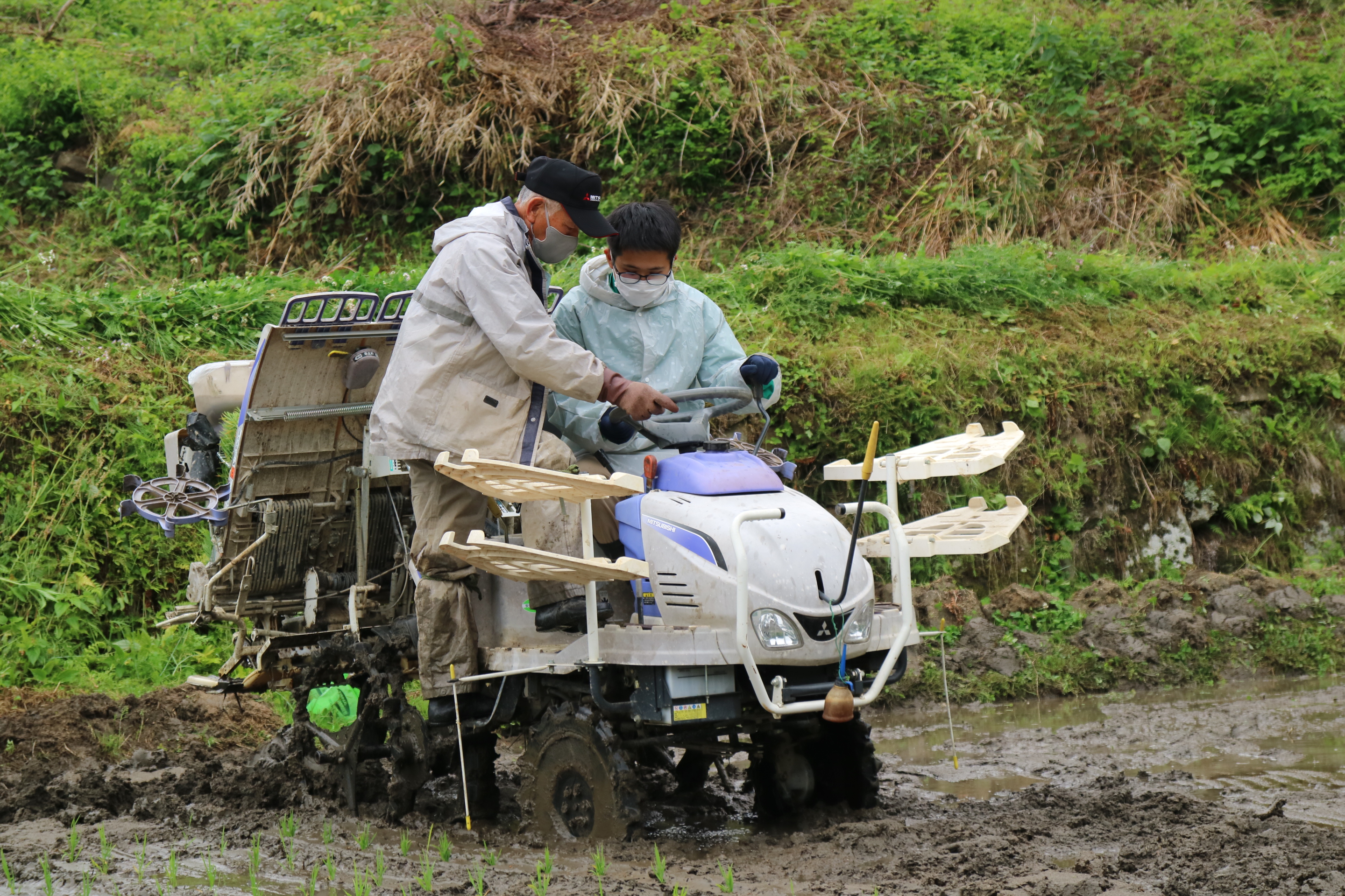 田植え