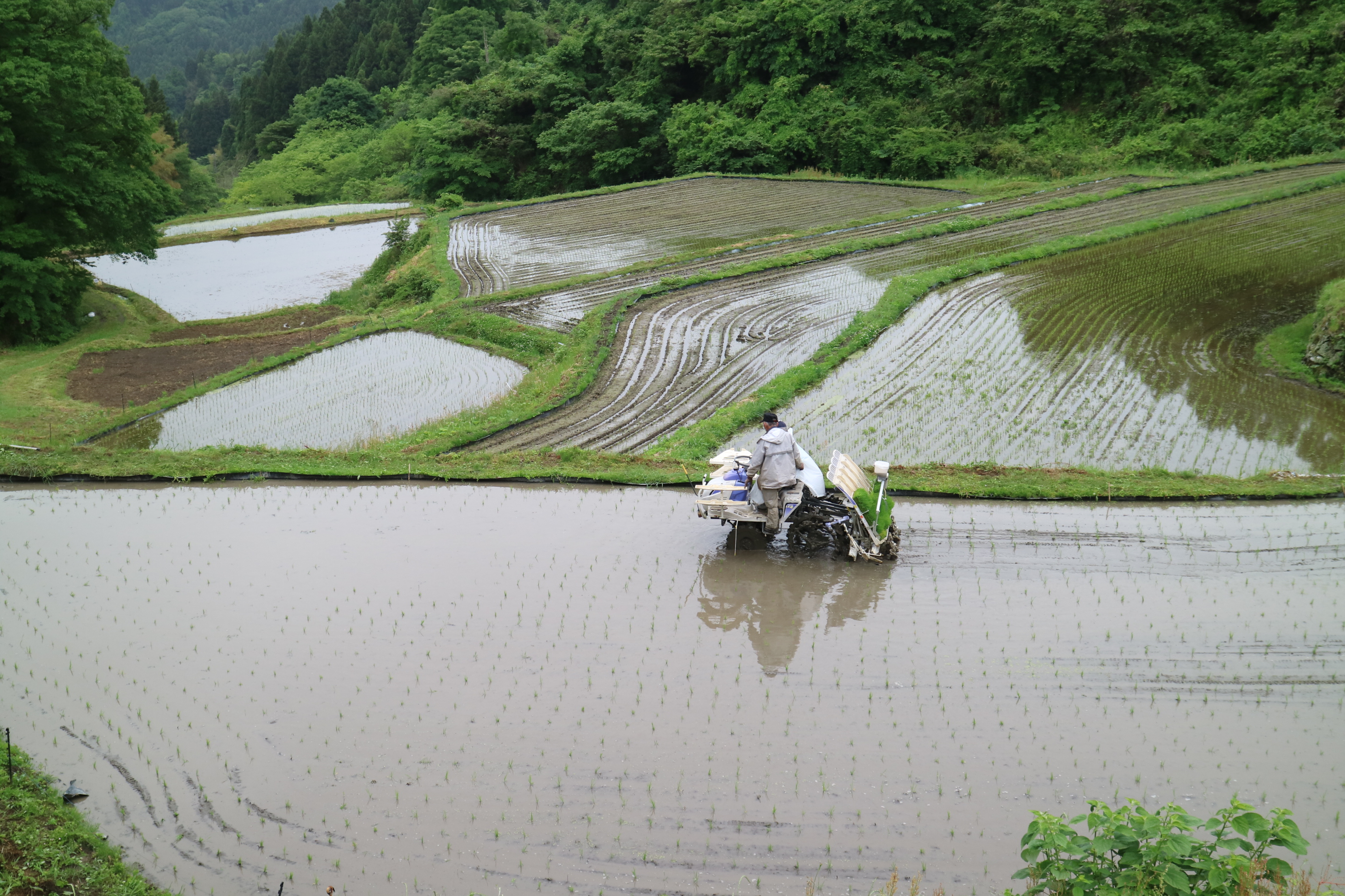 沢尻棚田