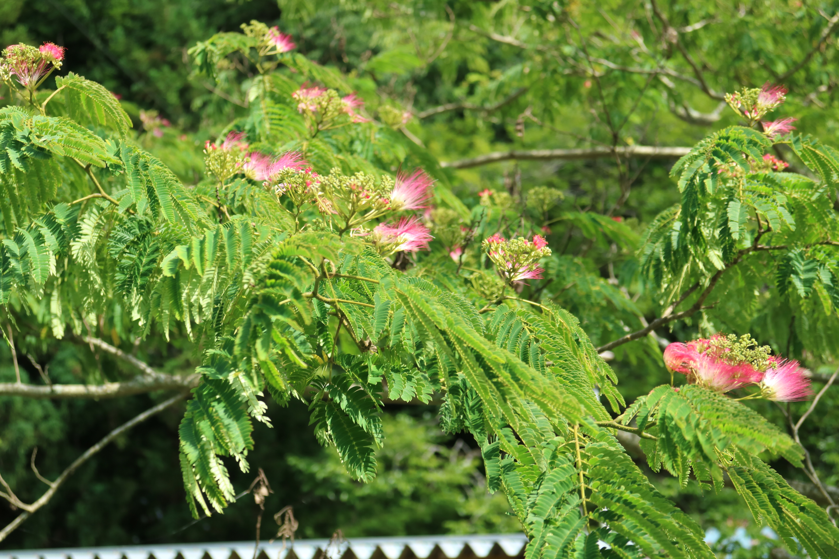 ねむの花