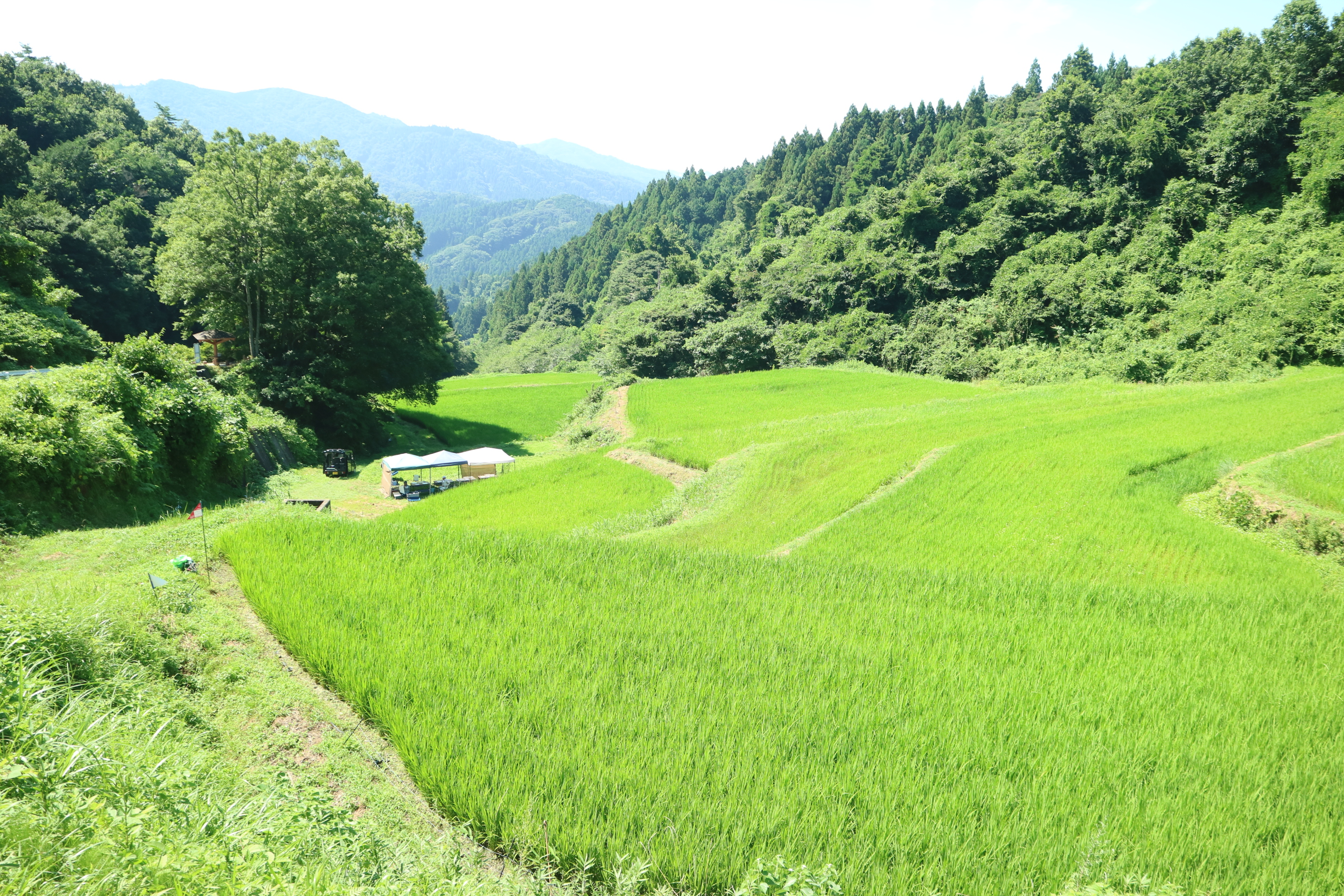 沢尻棚田