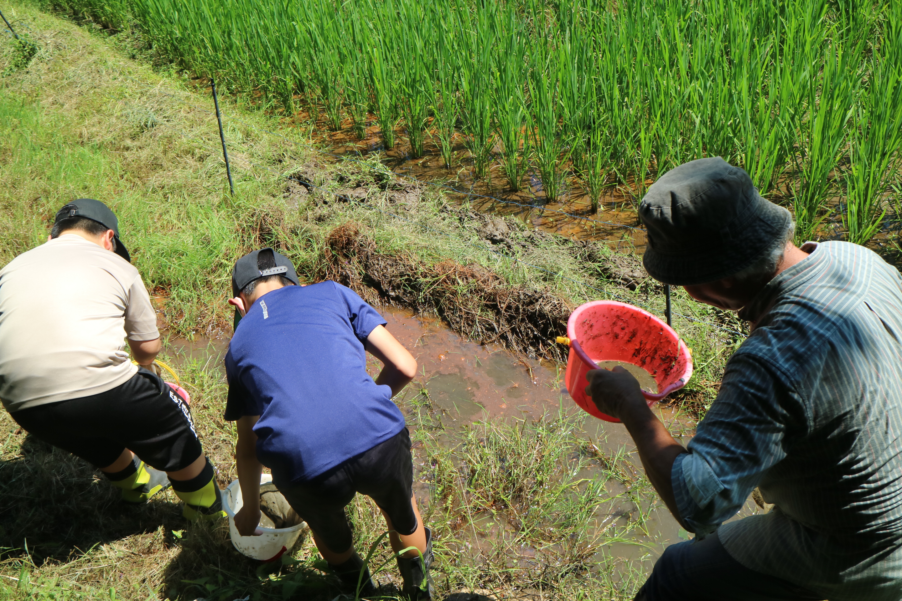 まずは田んぼで生き物探し!