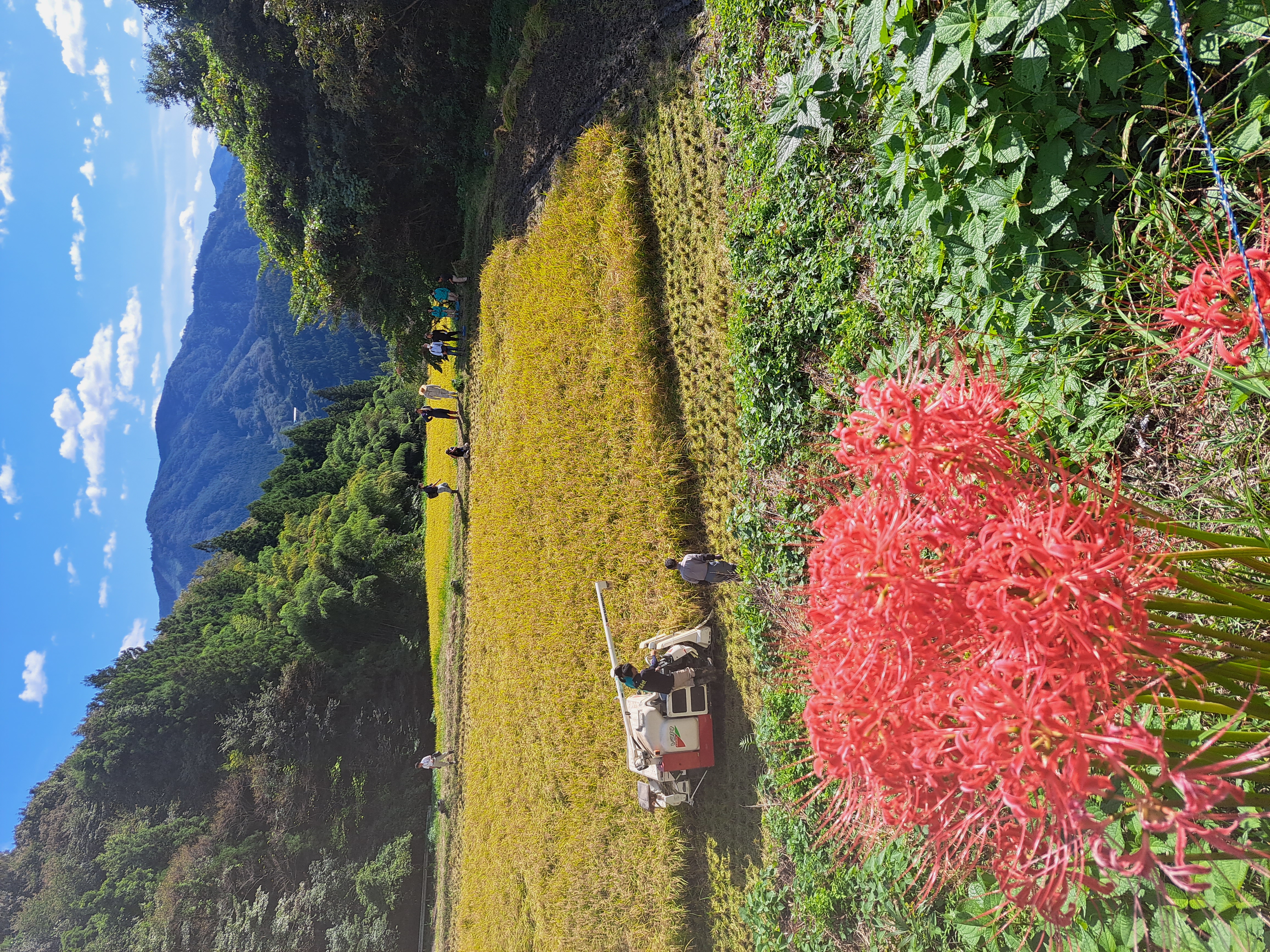 彼岸花