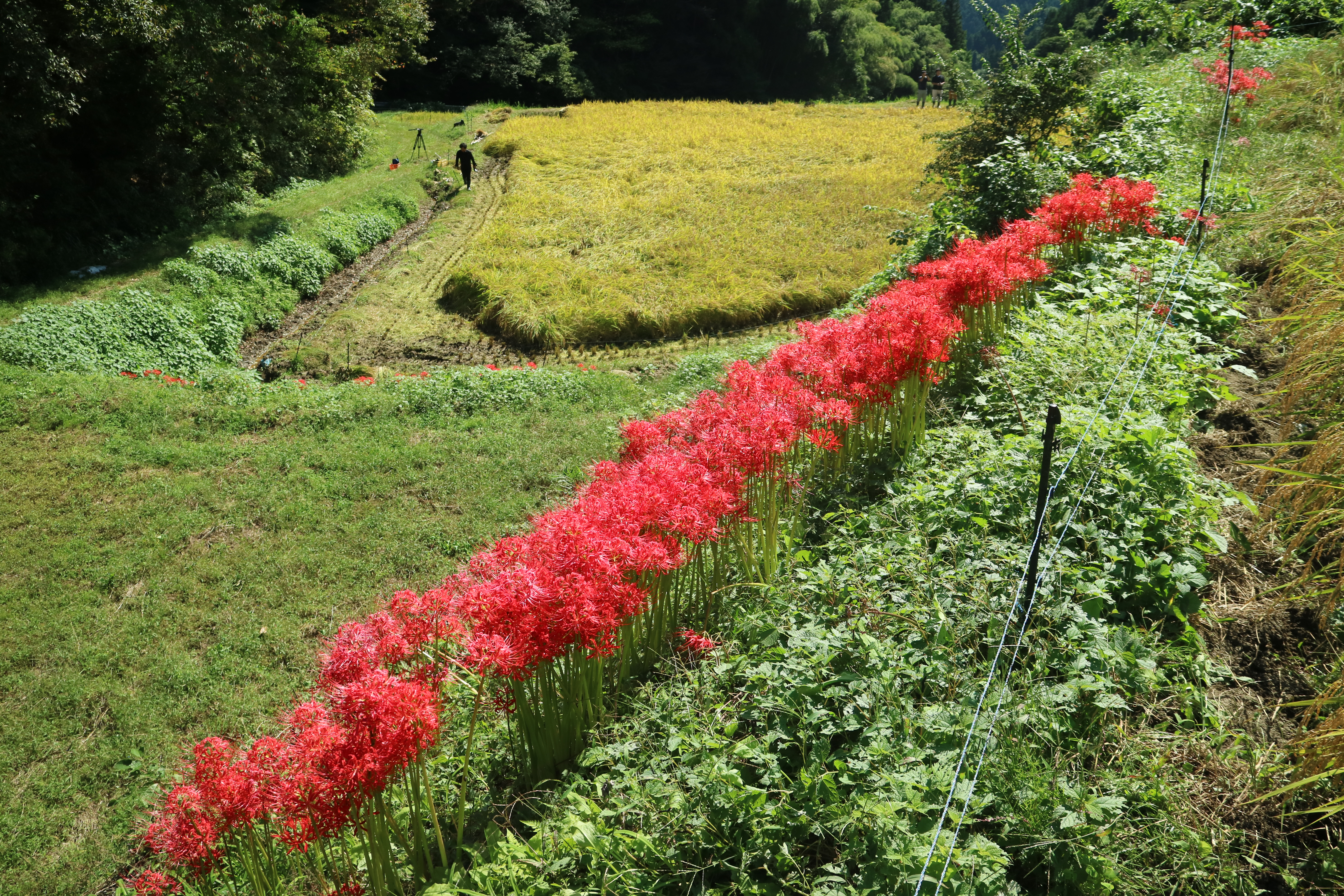 曼殊沙華