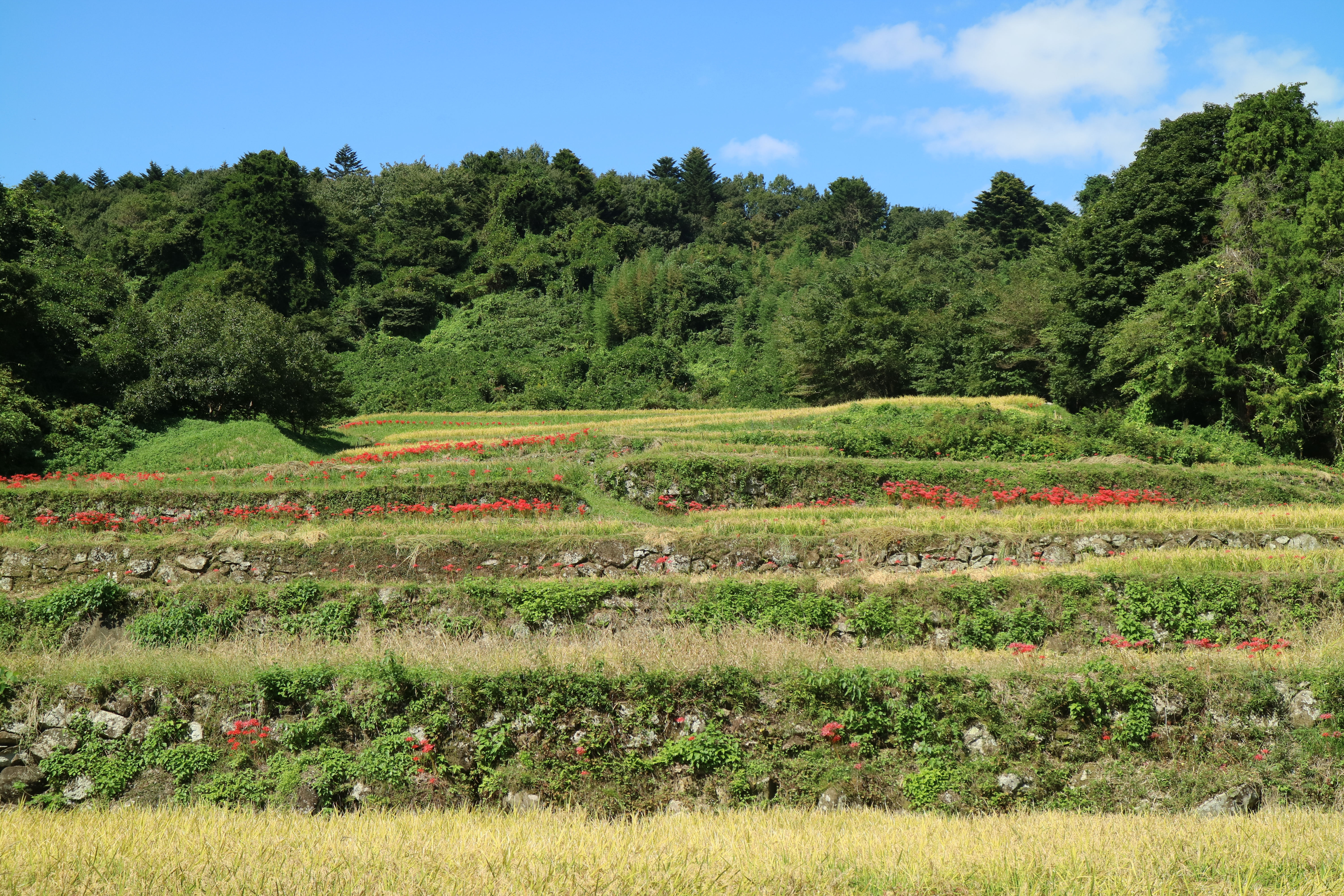 大張沢尻棚田「曼殊沙華」