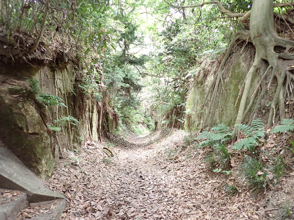 トトロに出てきそうな道