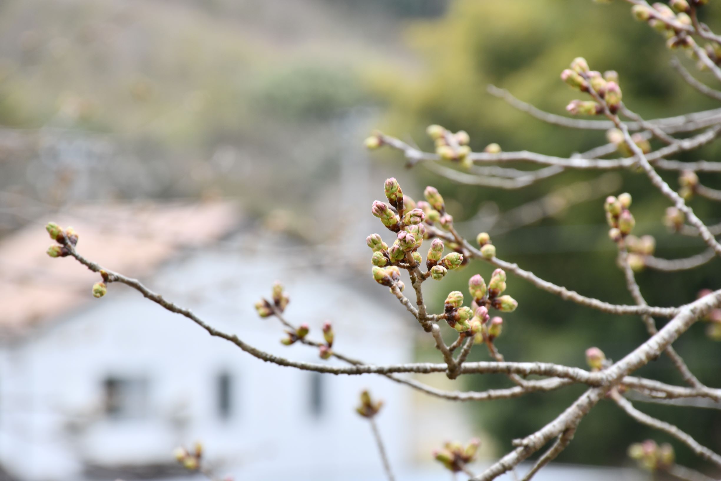 桜を見る会