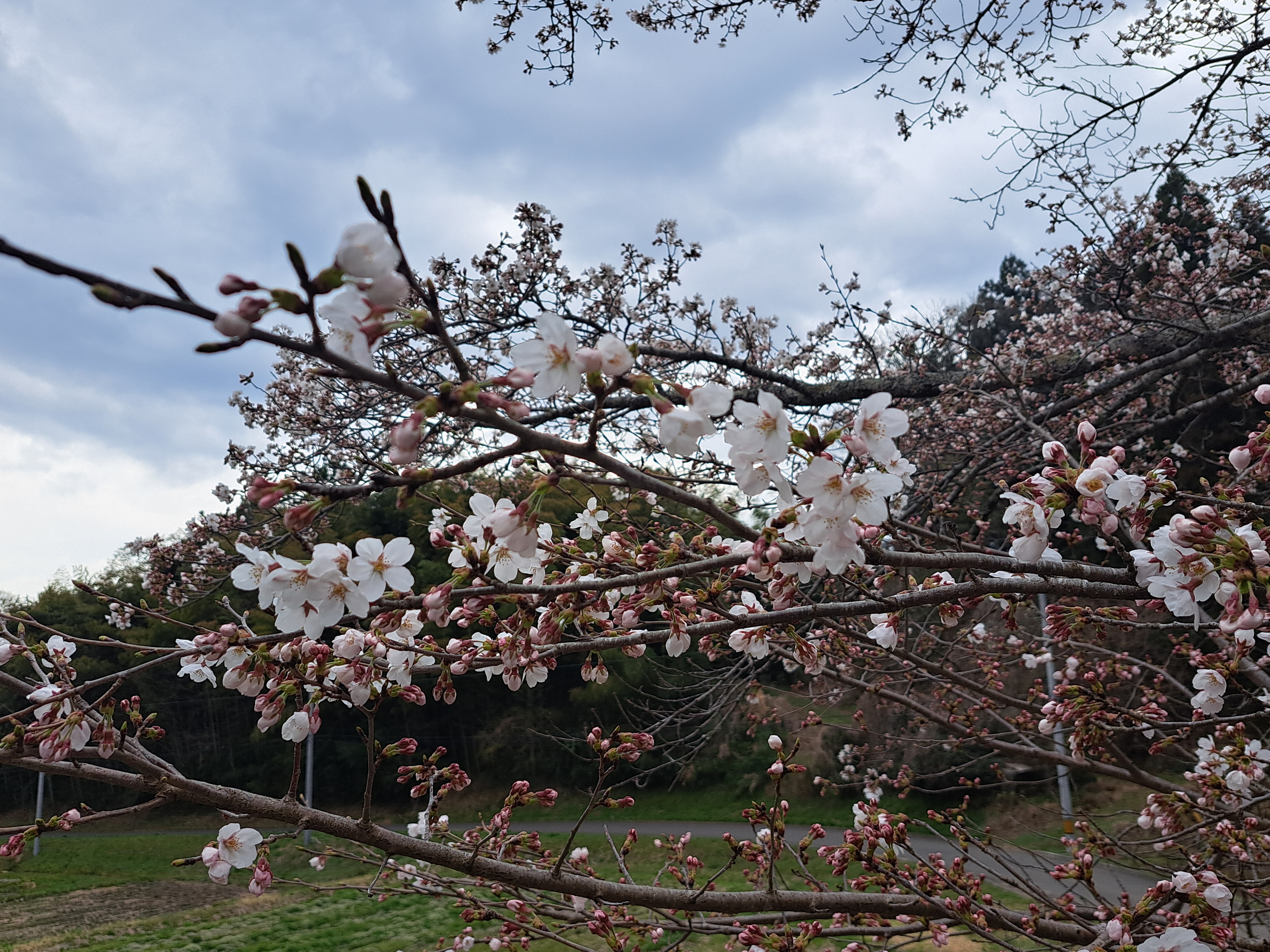 桜