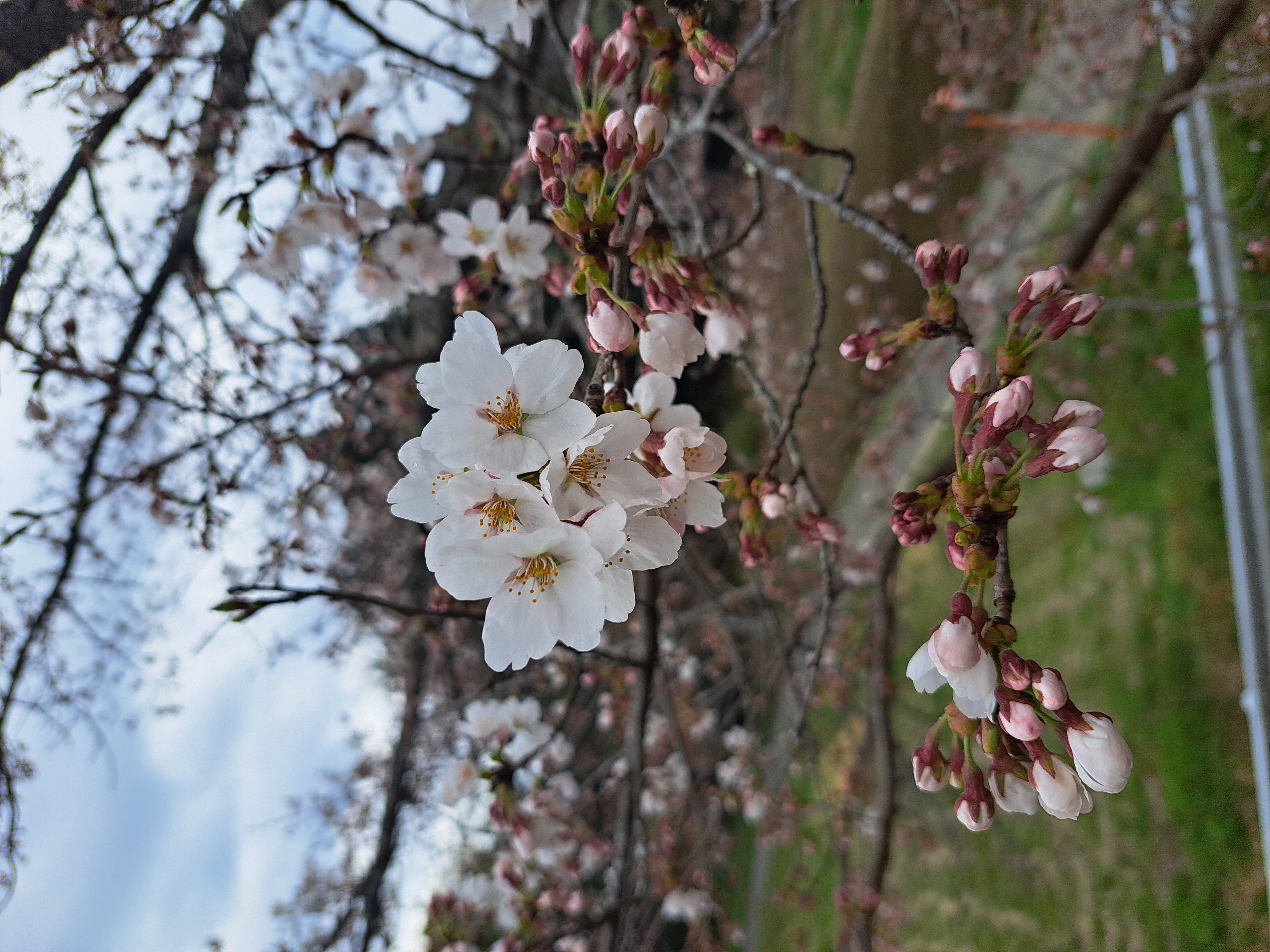 桜