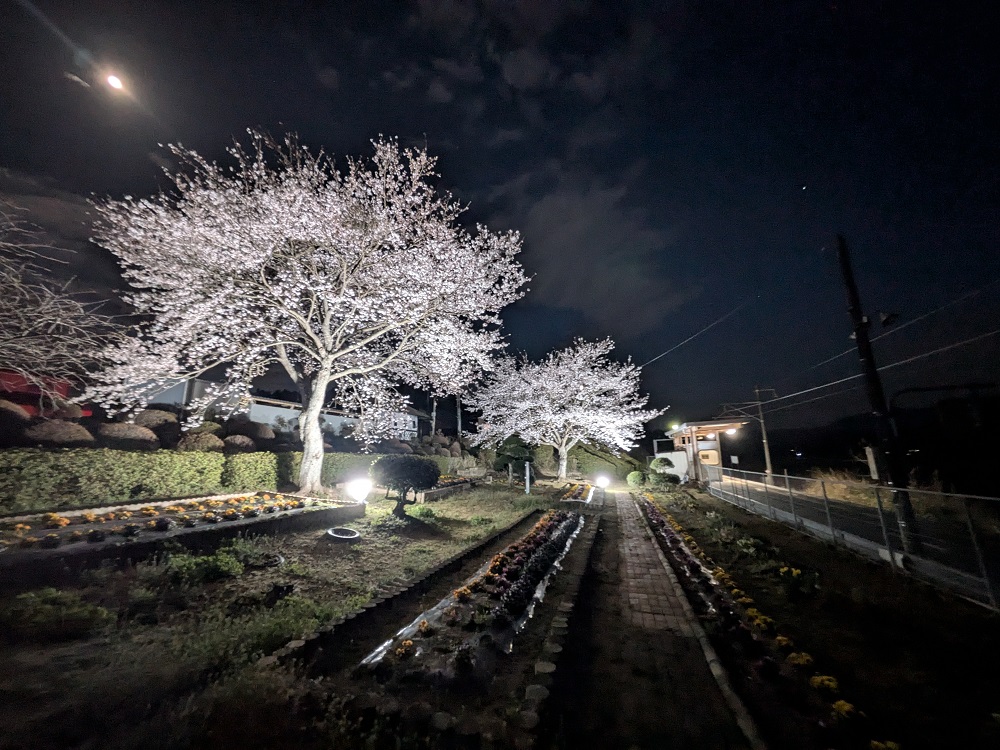 北丸森駅の桜