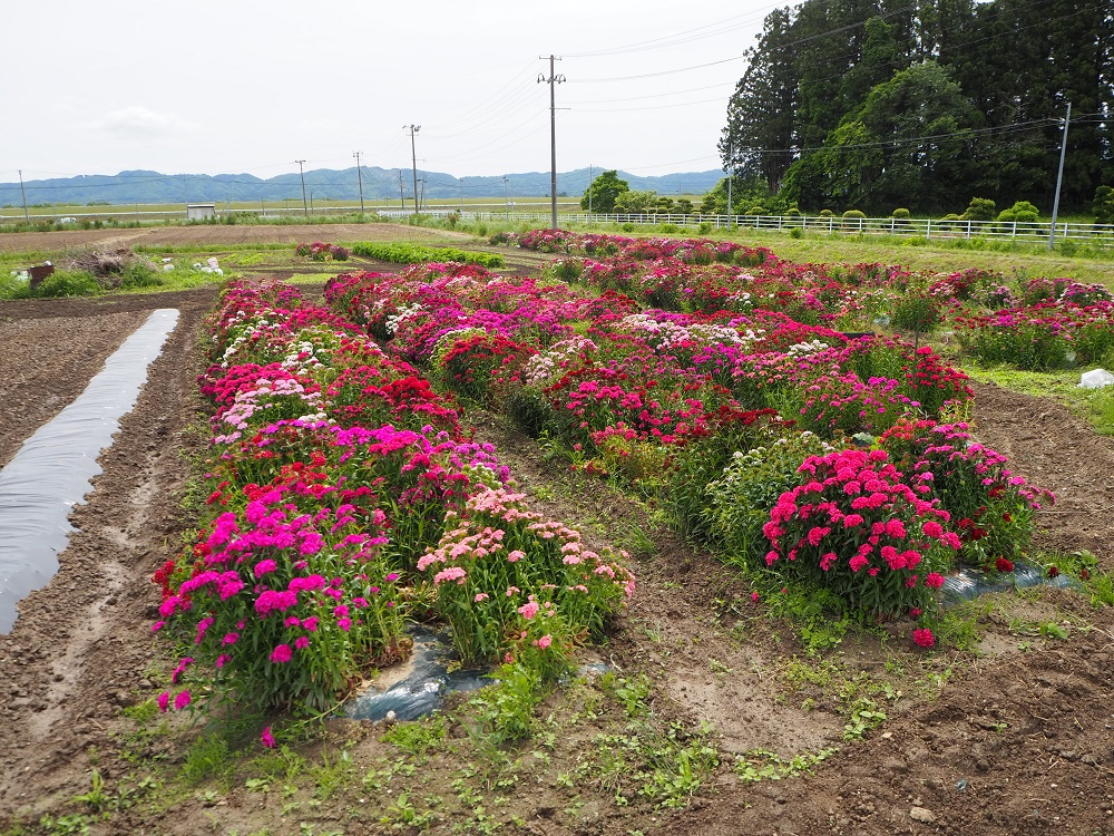 花「なでしこ」