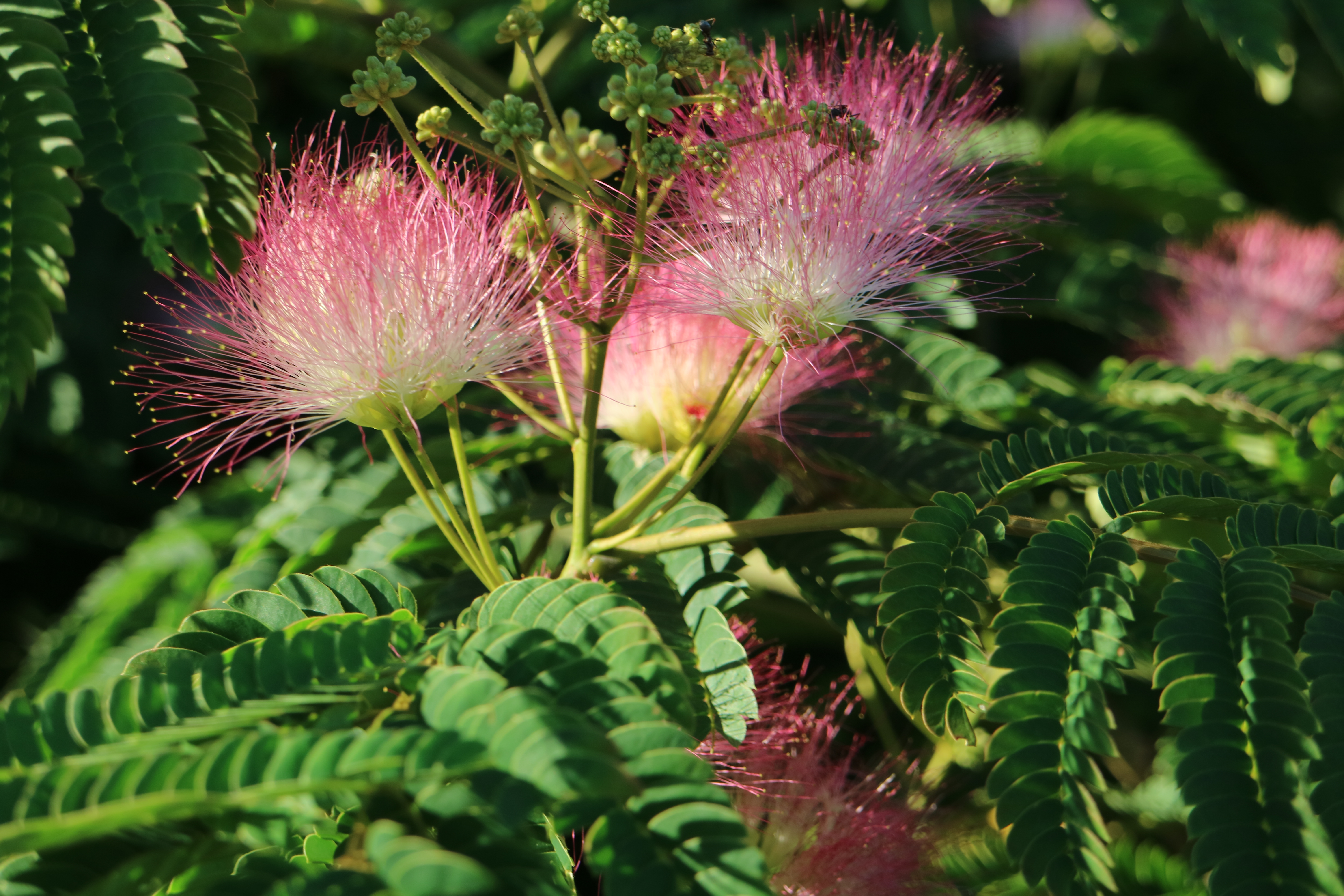 ねむの花