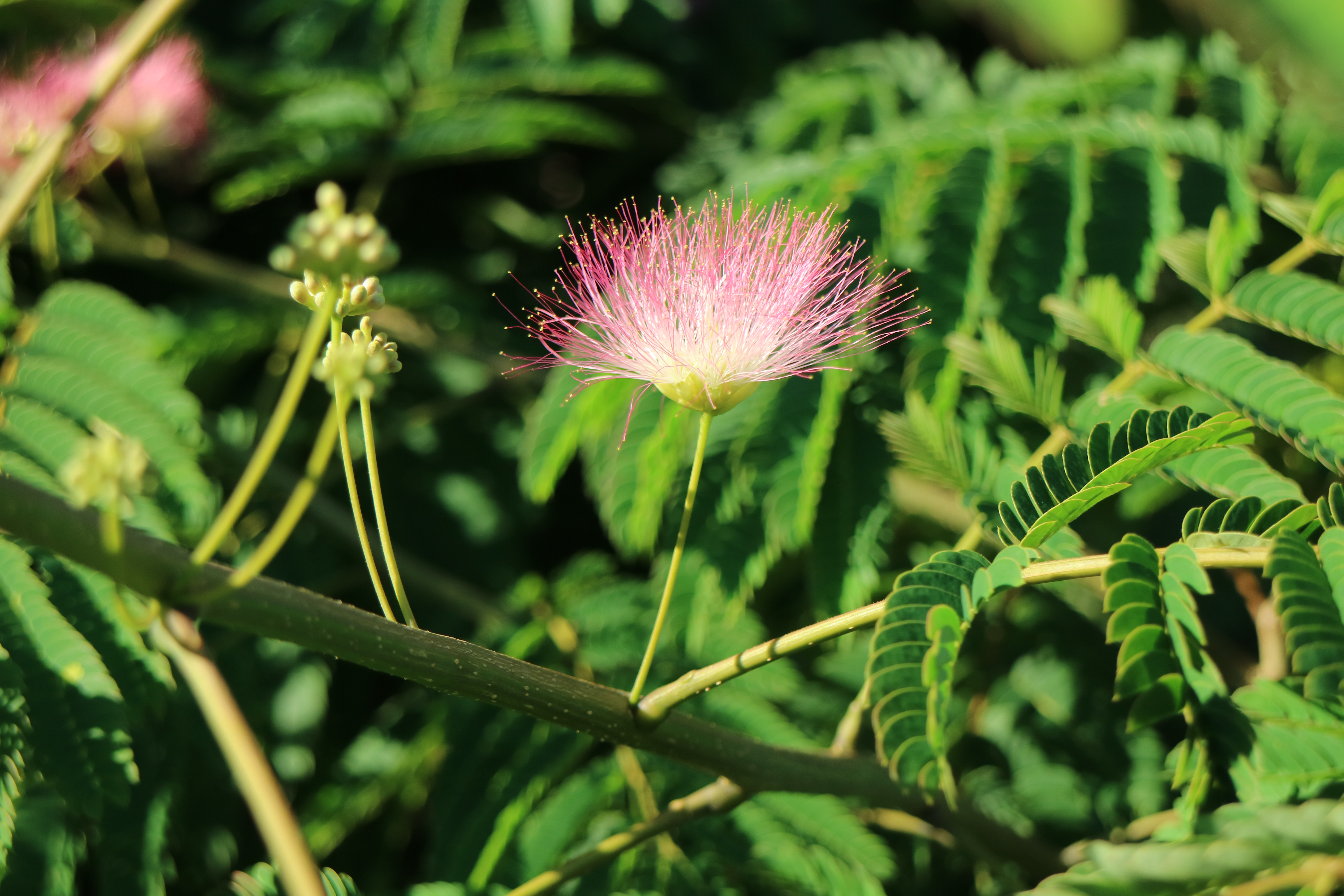 ねむの花