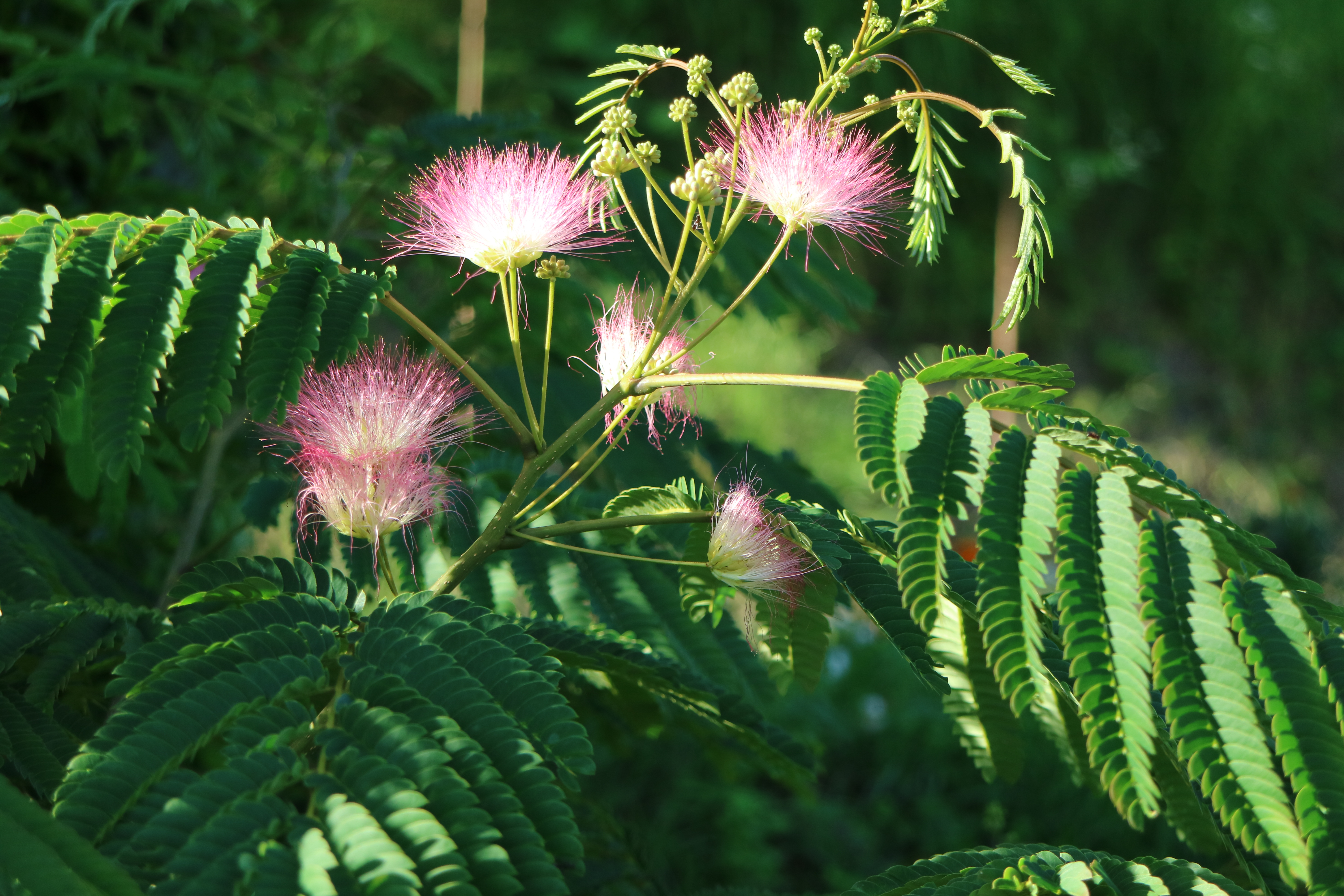 ねむの花