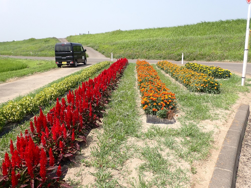キレイな花壇の様子