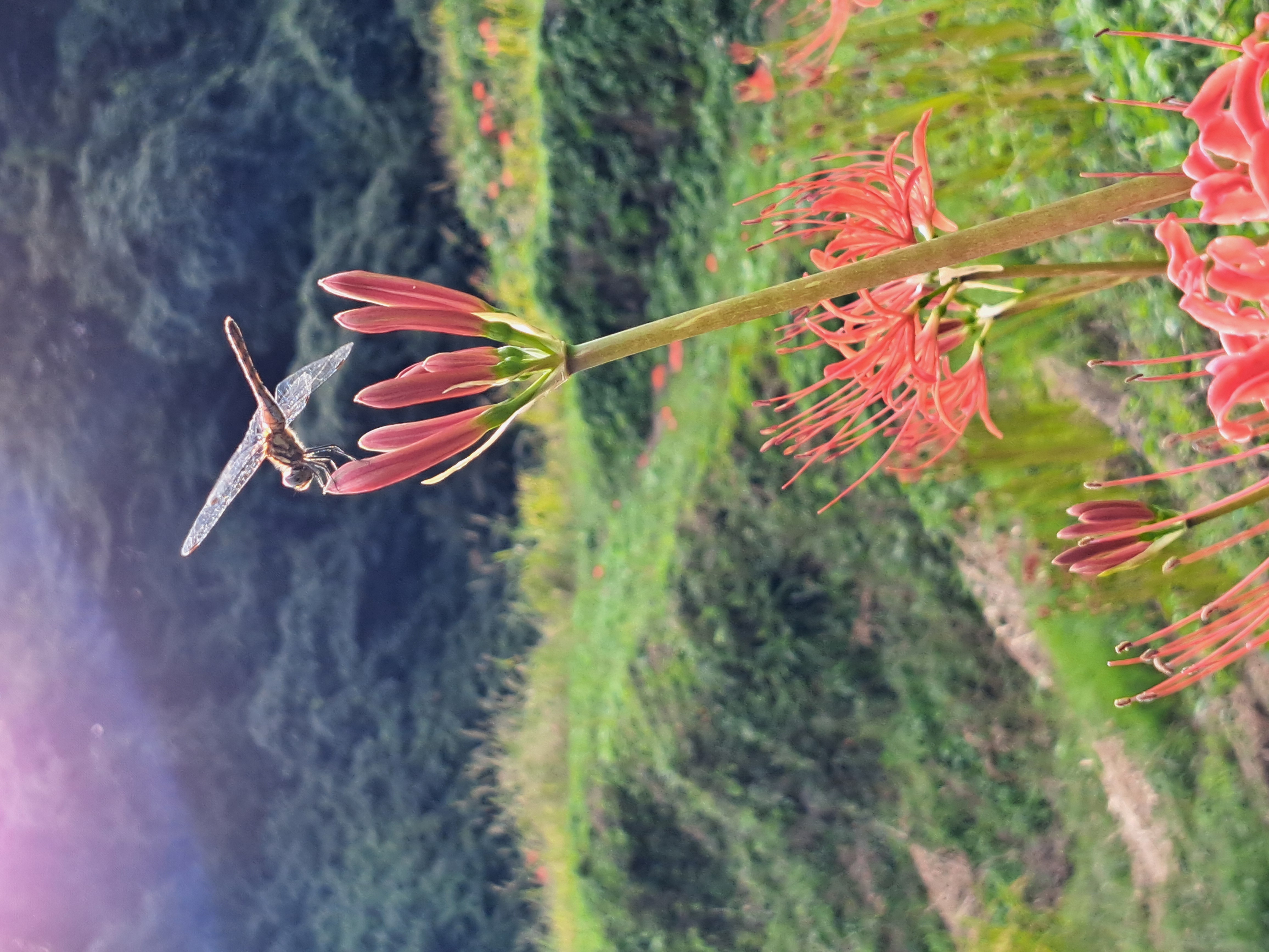 彼岸花にトンボ