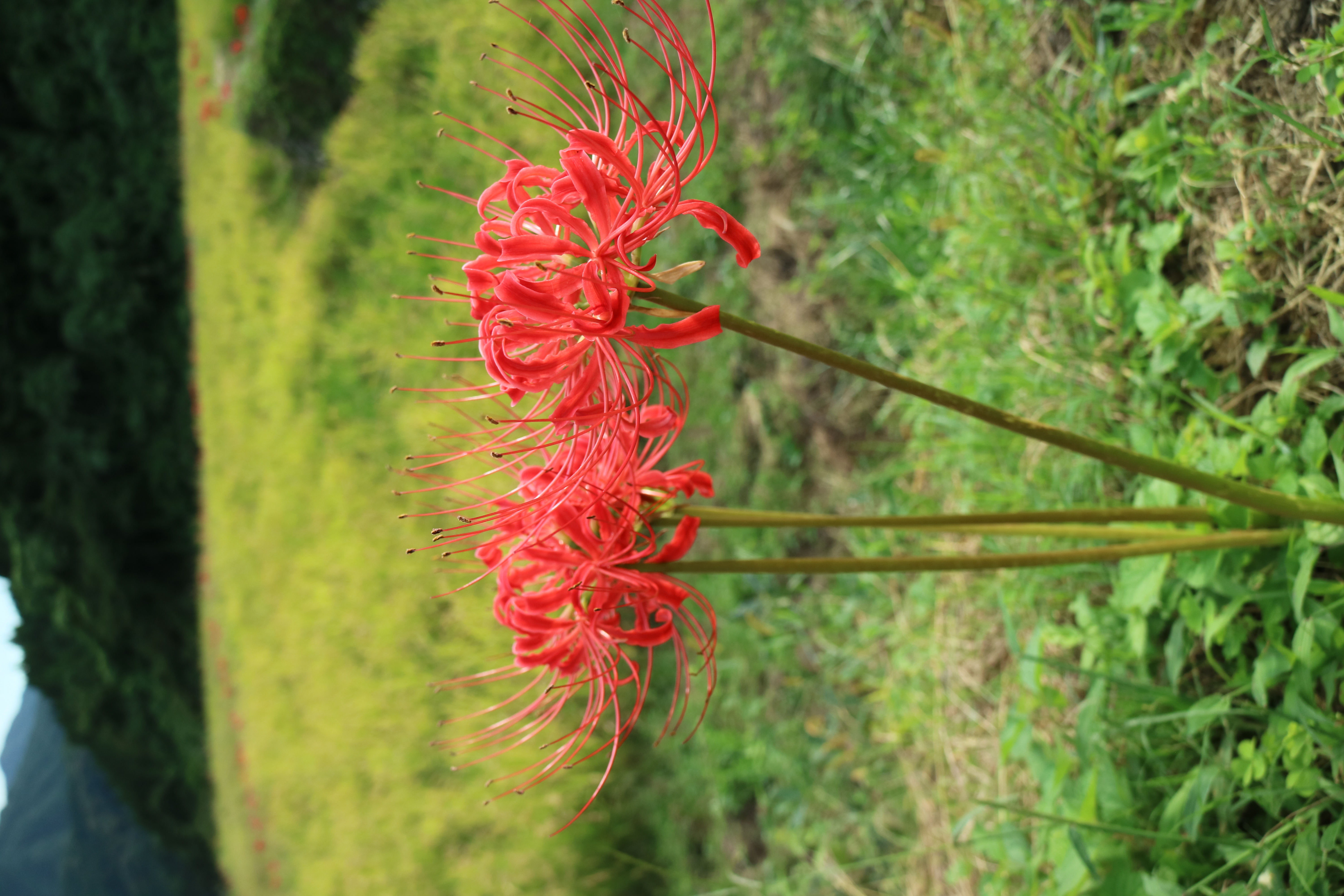 彼岸花