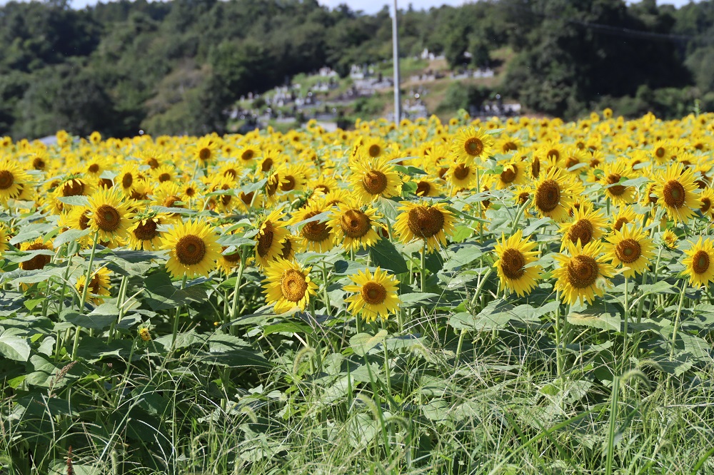 キレイなひまわり畑