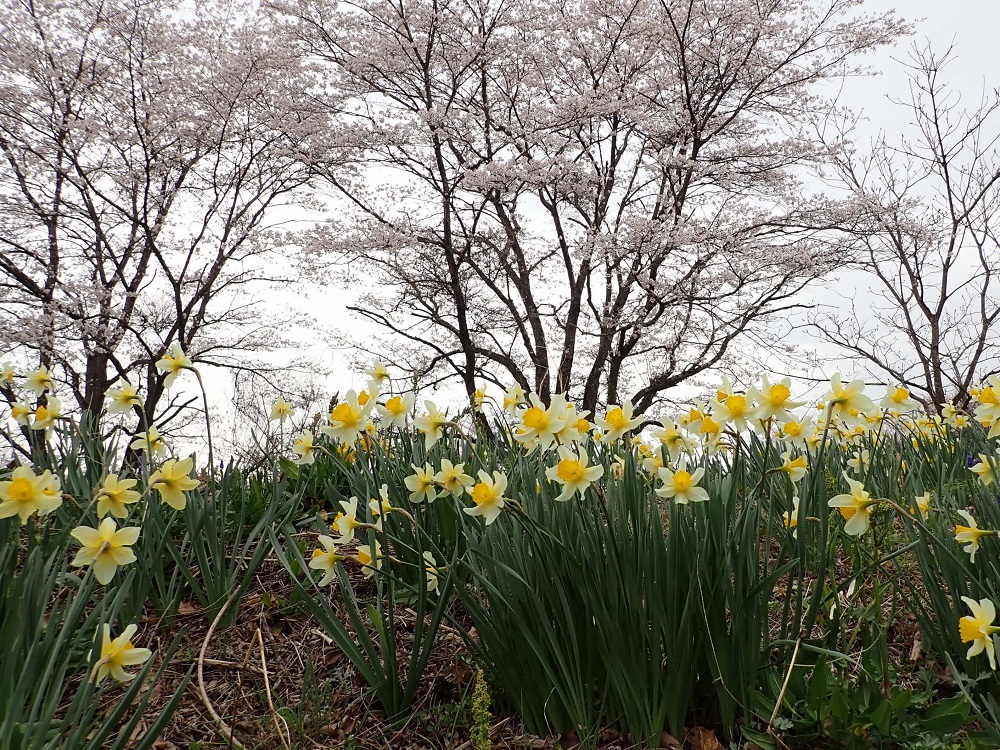 桜とスイセンの写真