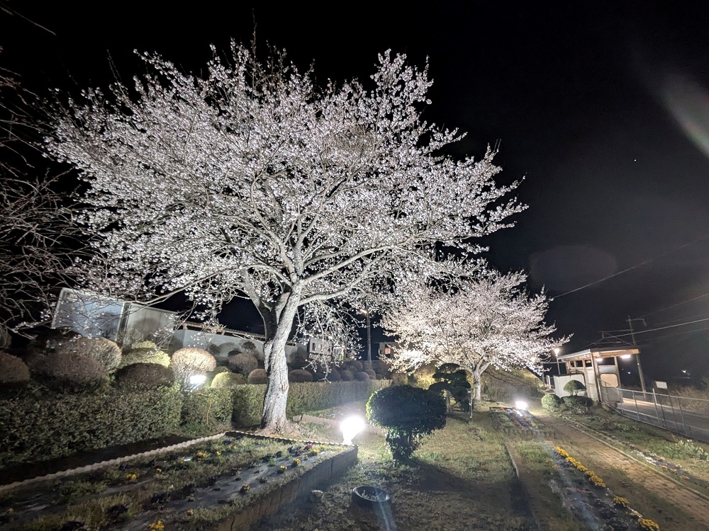 桜のライトアップ