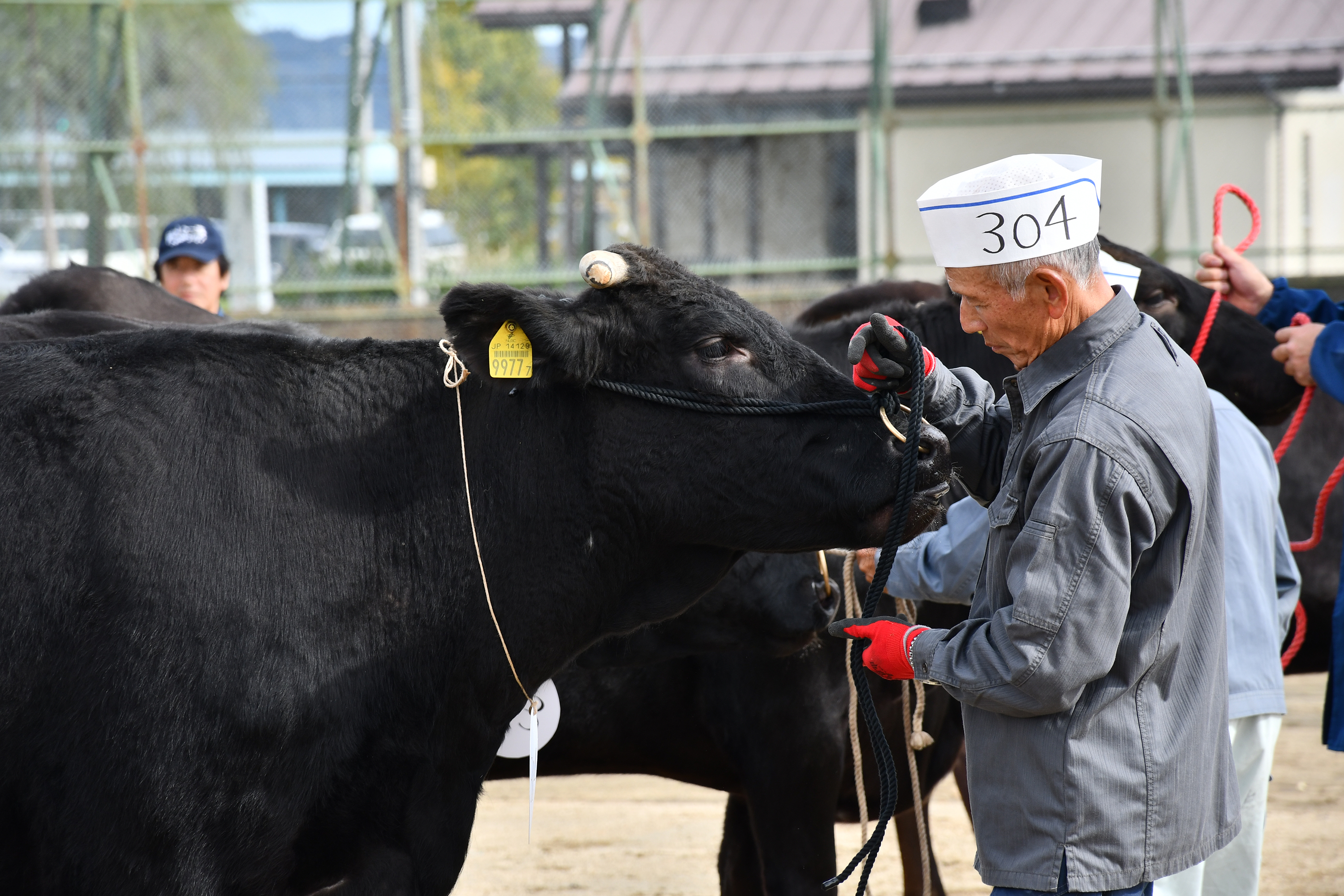 肉用牛の部