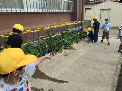 朝顔の手入れ