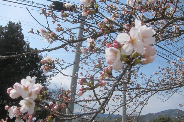 校庭の桜