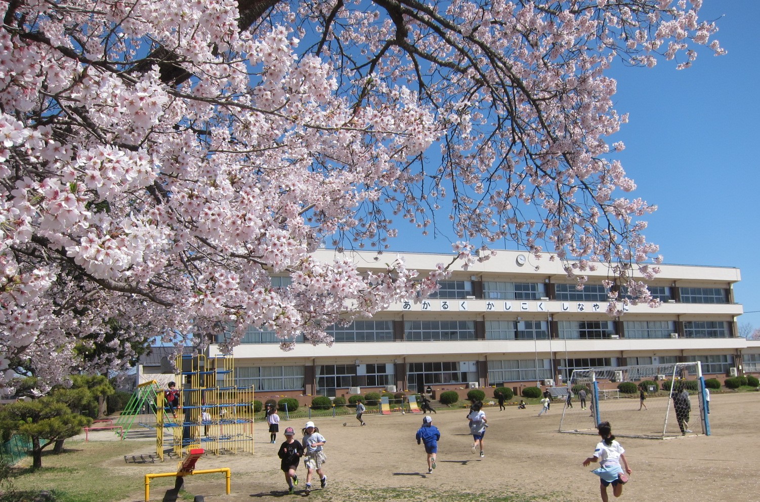休み時間(満開の桜)