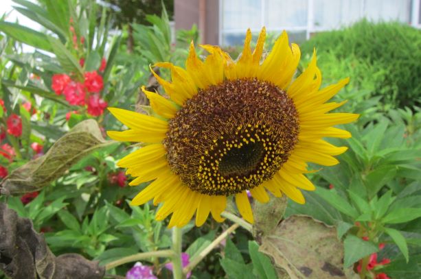 花壇の花1